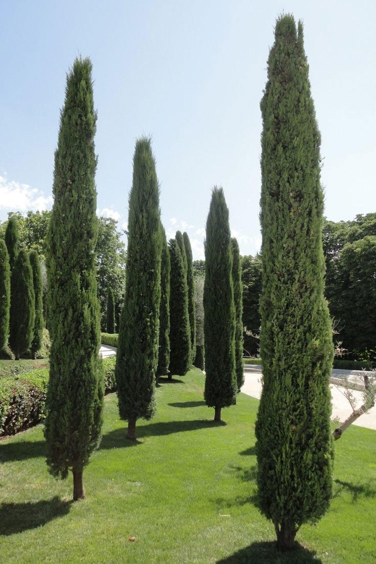 2 Adet Cupressus Sempervirens 'Totem' (Totem Servi, Kalem Servi) - Zarif ve Dayanıklı Bahçe Şıklığı