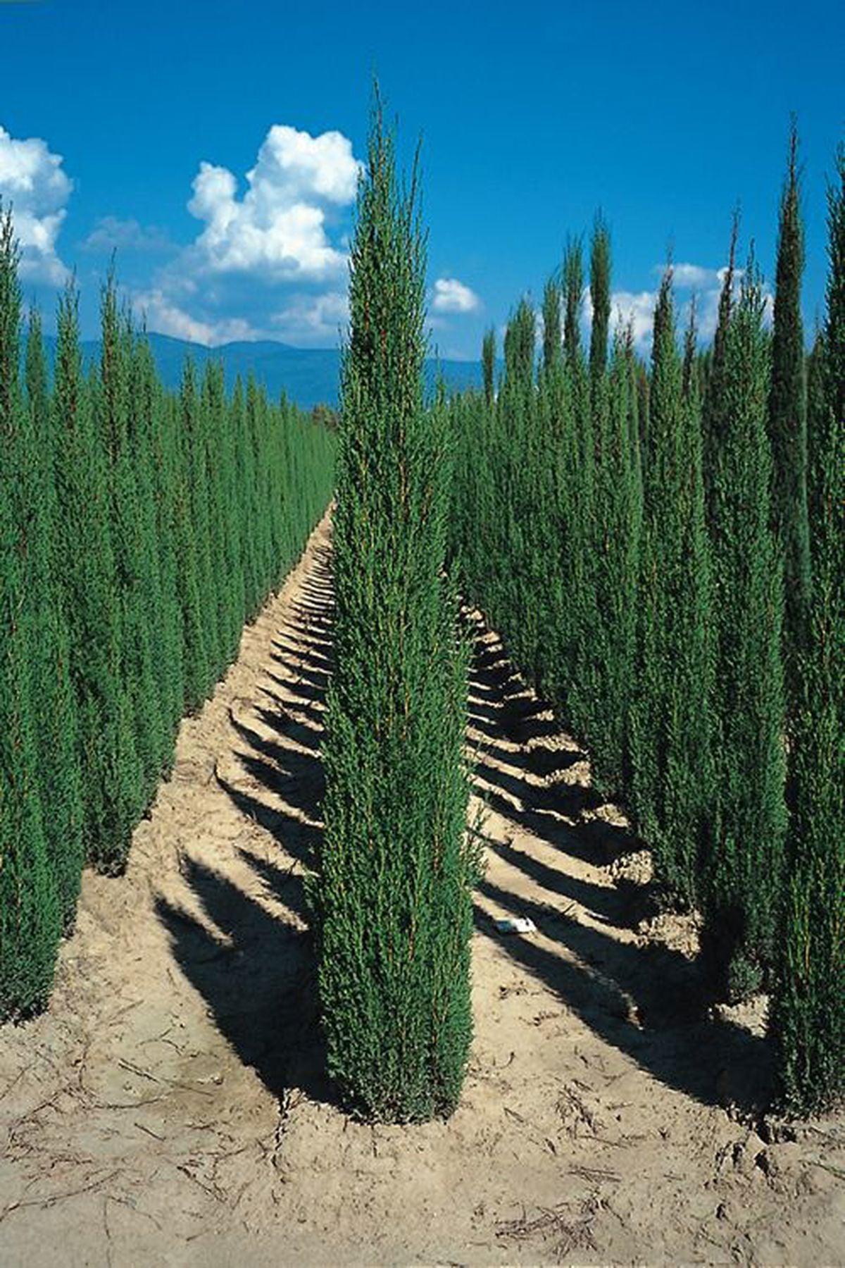 2 Adet Cupressus Sempervirens 'Totem' (Totem Servi, Kalem Servi) - Zarif ve Dayanıklı Bahçe Şıklığı