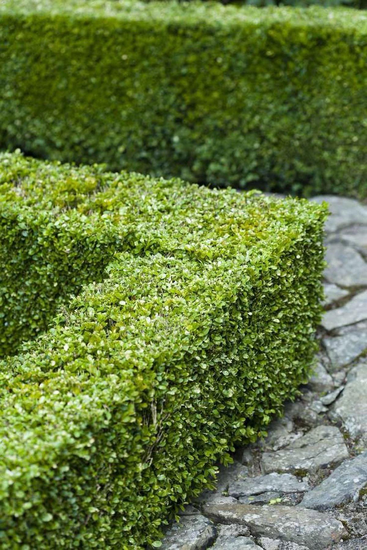 10 Adet Buxus Sempervirens Şimşir Fidanı 20-40 cm Çit Bitkisi