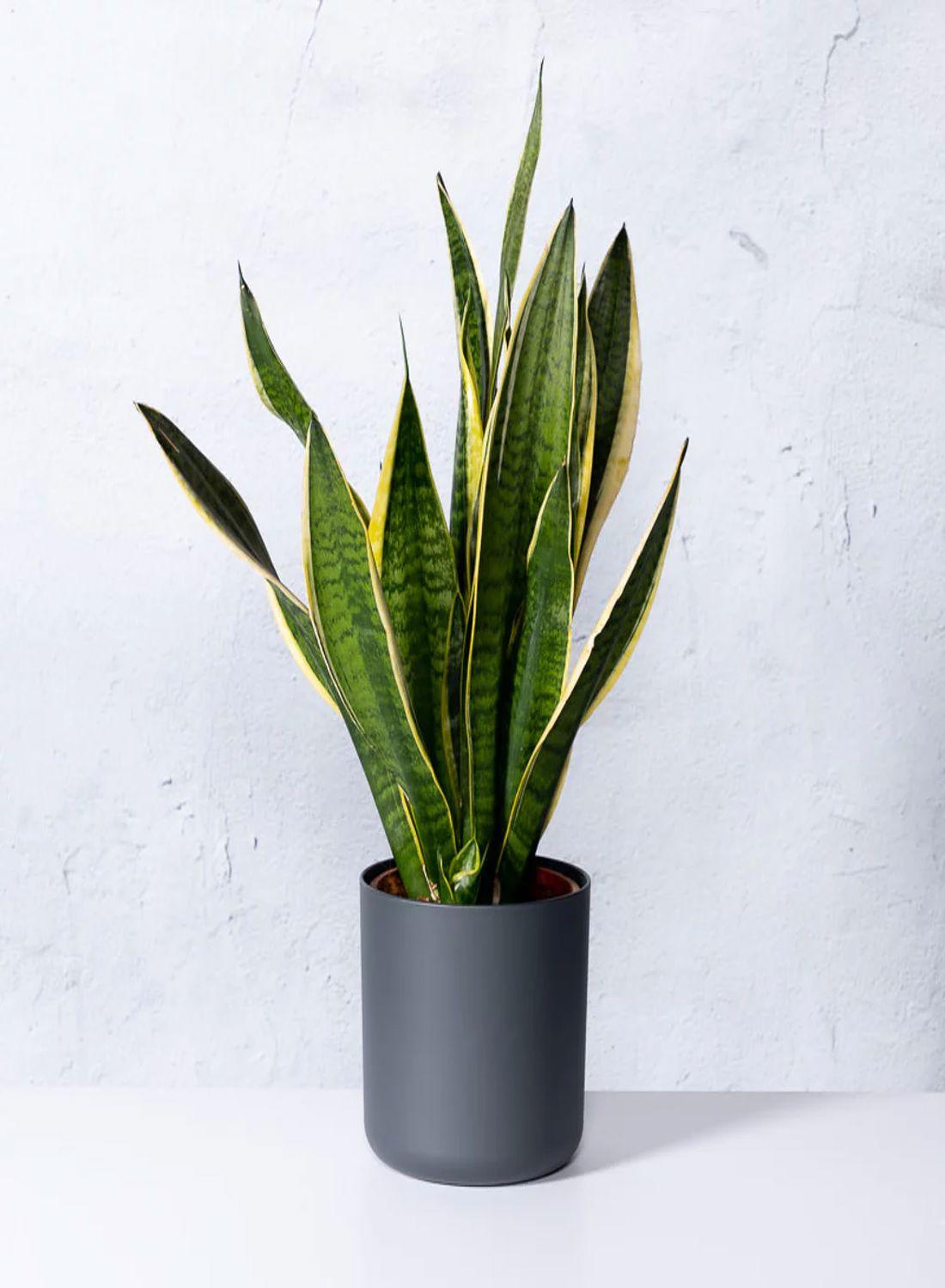 Sansevieria Trifasciata 30-40 cm- Paşa Kılıcı Çiçeği İç Mekan Dekorasyonu İçin Şık Seçenek