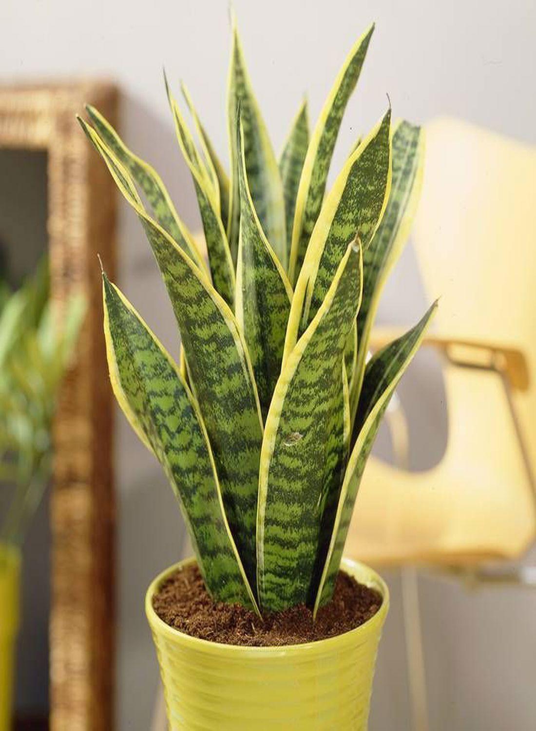 Sansevieria Trifasciata 30-40 cm- Paşa Kılıcı Çiçeği İç Mekan Dekorasyonu İçin Şık Seçenek