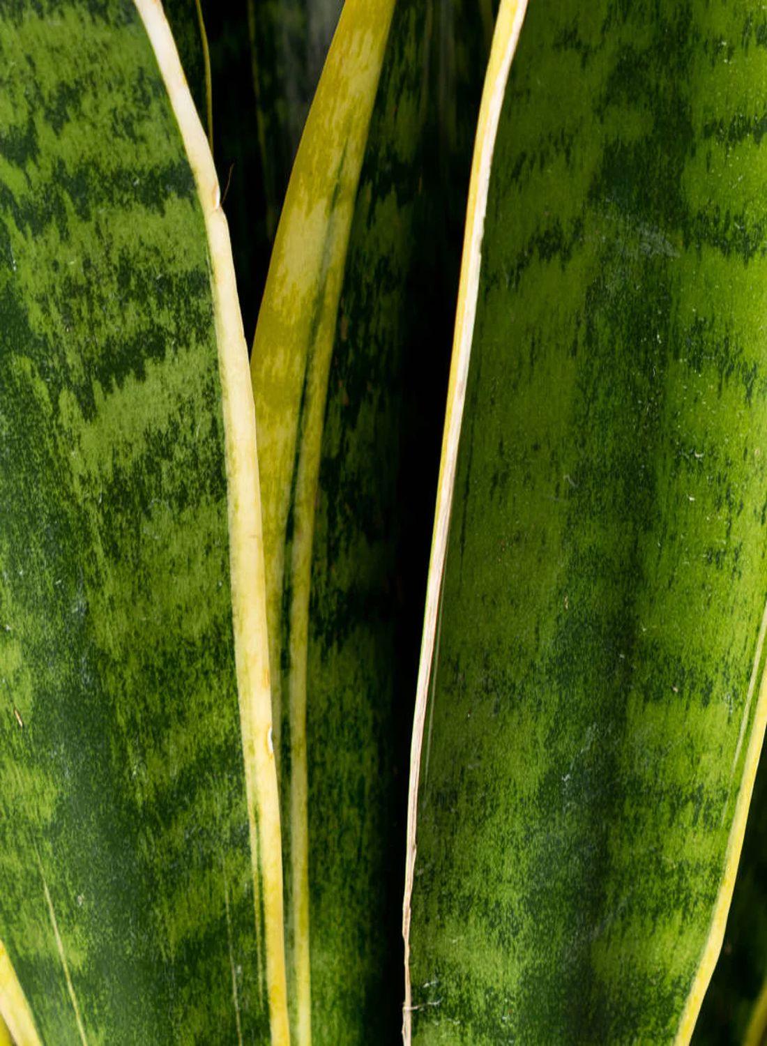 Sansevieria Trifasciata 30-40 cm- Paşa Kılıcı Çiçeği İç Mekan Dekorasyonu İçin Şık Seçenek