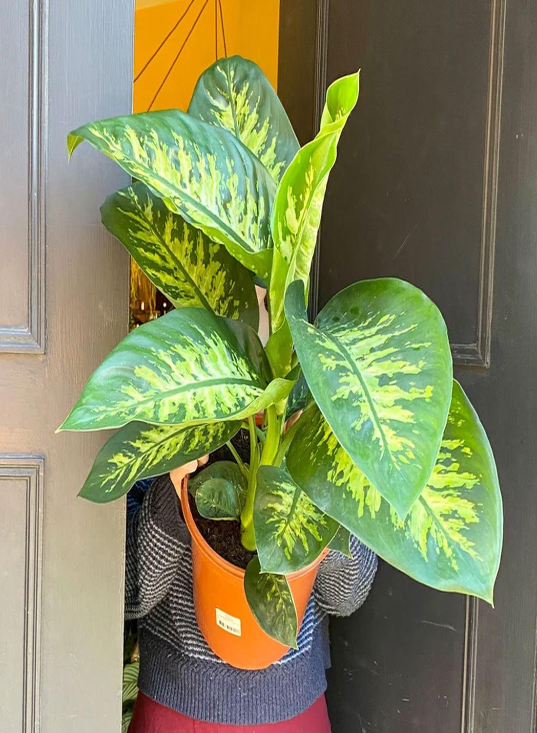 Tropik Karın İhtişamı: Difenbahya Large (Ağlayan Çiçek - Dieffenbachia Tropik Snow) 80-90 cm