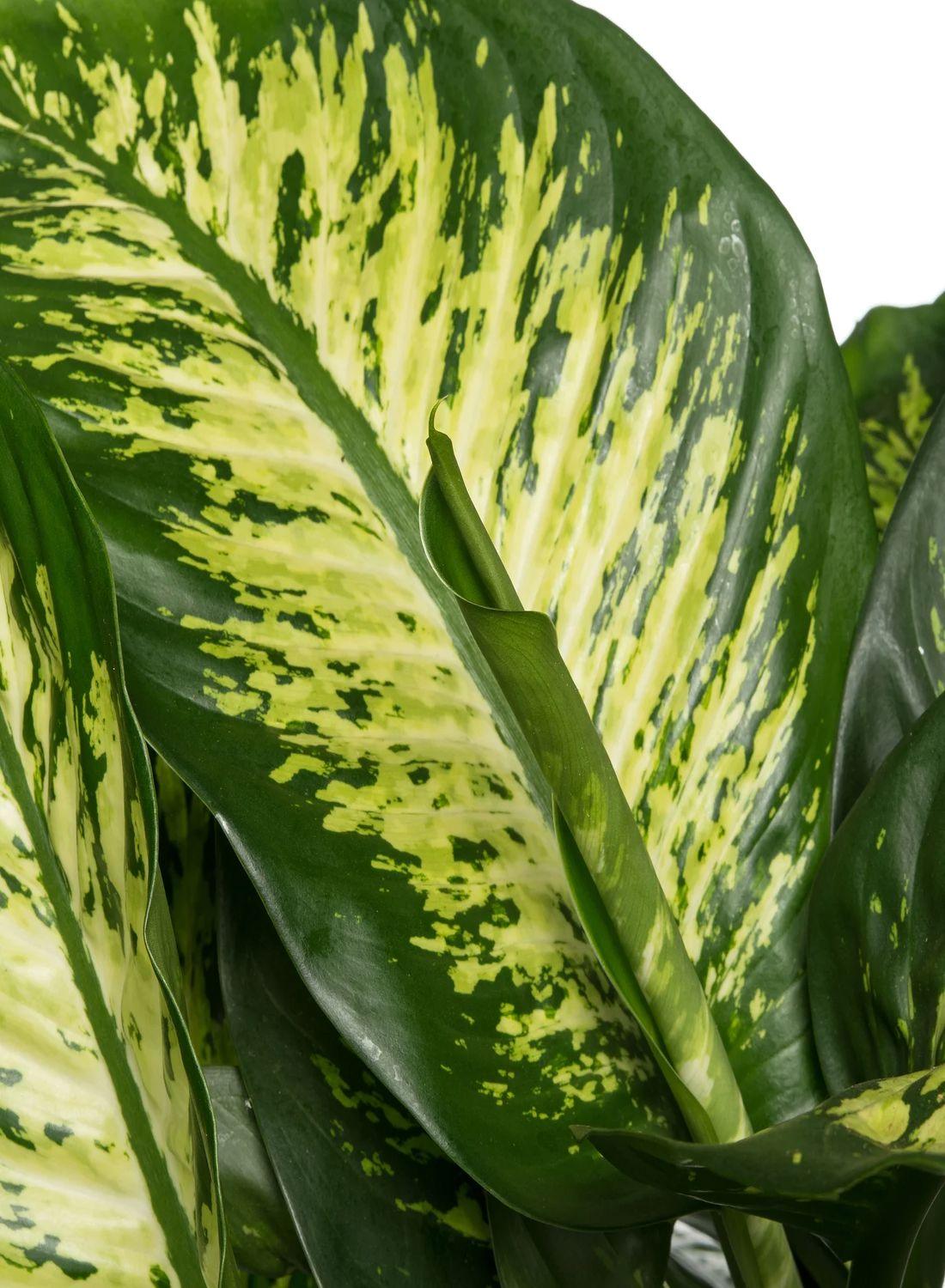 Tropik Karın İhtişamı: Difenbahya Large (Ağlayan Çiçek - Dieffenbachia Tropik Snow) 80-90 cm