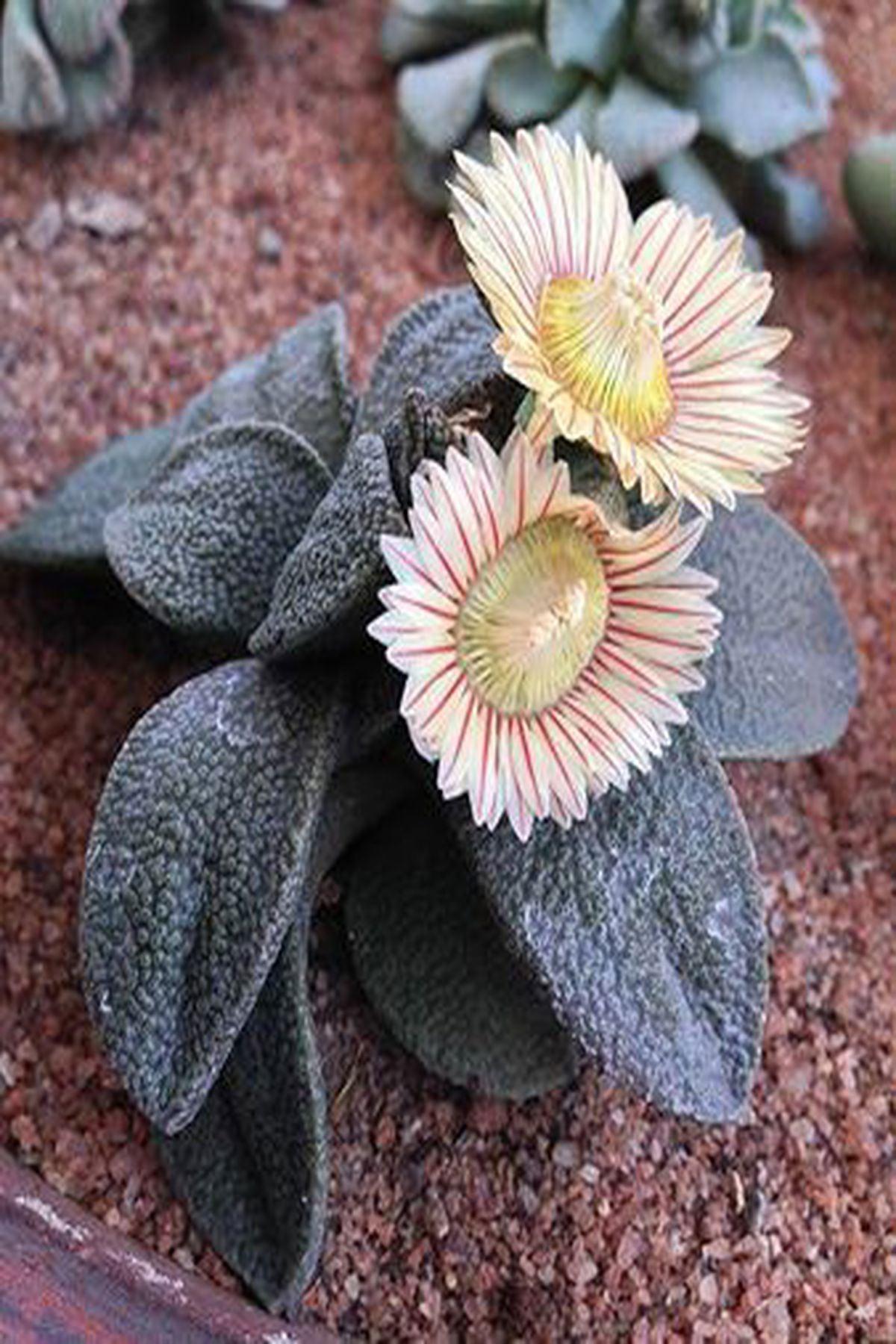 5 Adet Çiçek Açan"Aloinopsis Rosulata: Sukulent Severler İçin İdeal Bitki"