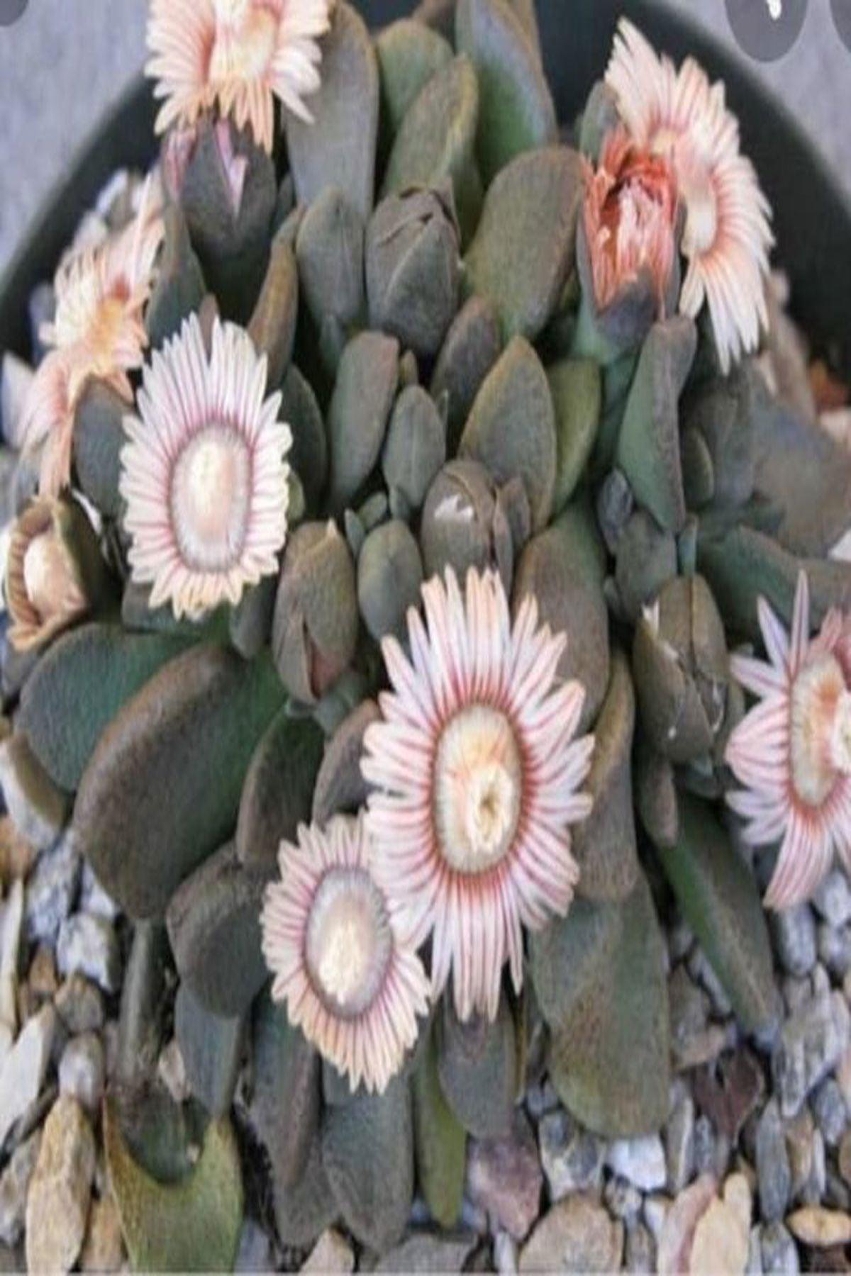 5 Adet Çiçek Açan"Aloinopsis Rosulata: Sukulent Severler İçin İdeal Bitki"