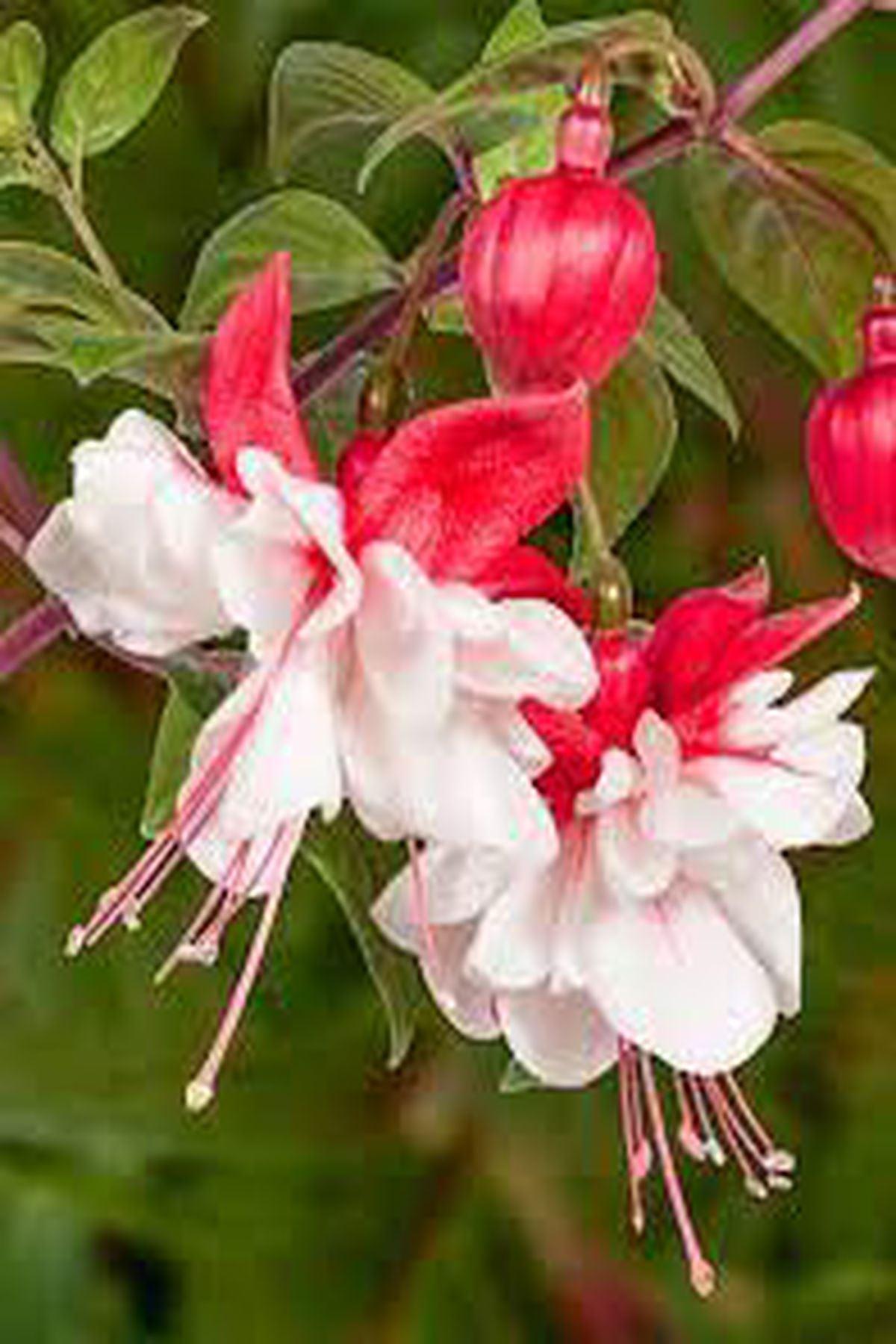 10 Adet Küpe Çiçeği Fidesi - Fuchsia Swingtime (Dev Katmerli Çiçekli) - Mini Saksı 5-10 cm