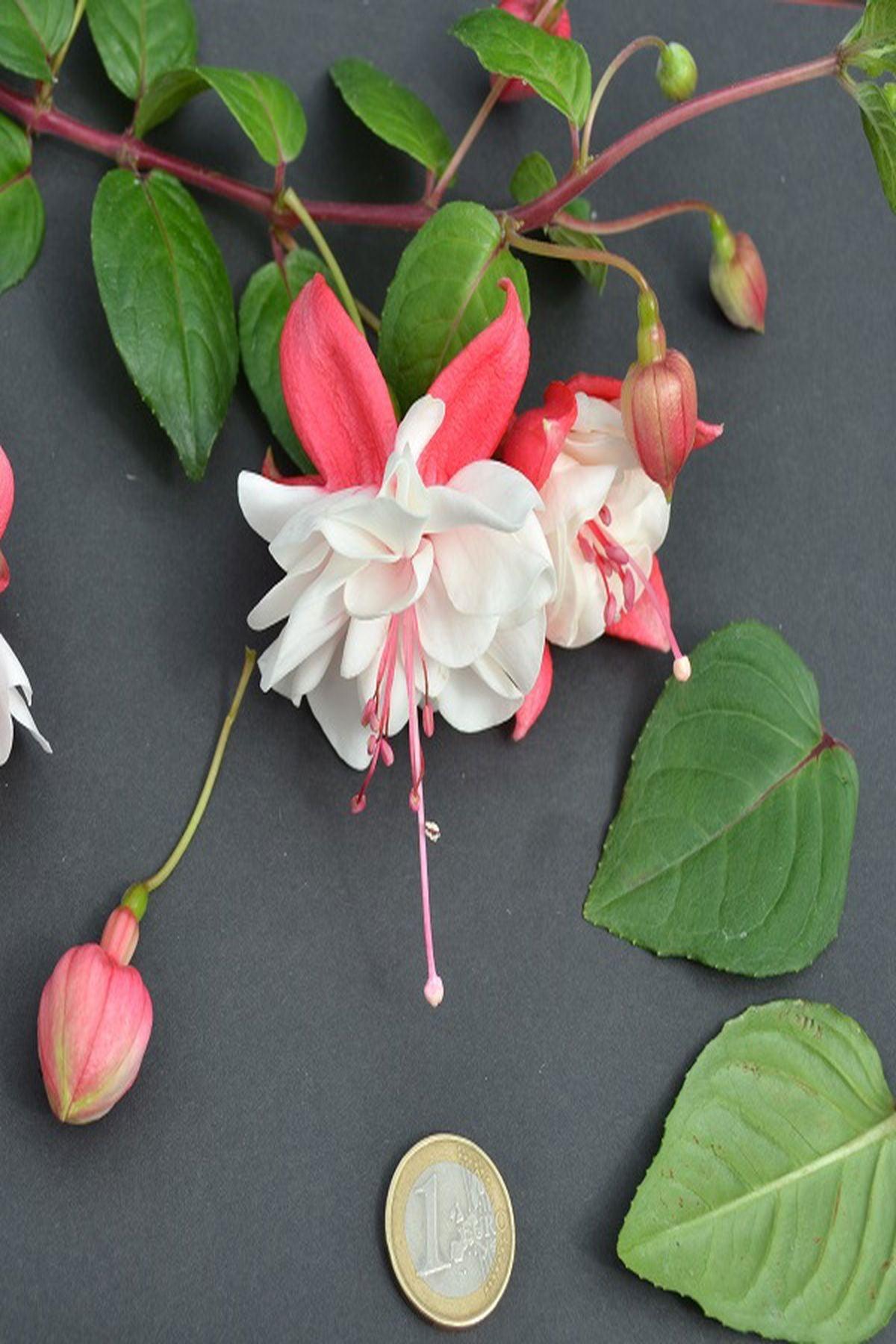 10 Adet Küpe Çiçeği Fidesi - Fuchsia Swingtime (Dev Katmerli Çiçekli) - Mini Saksı 5-10 cm