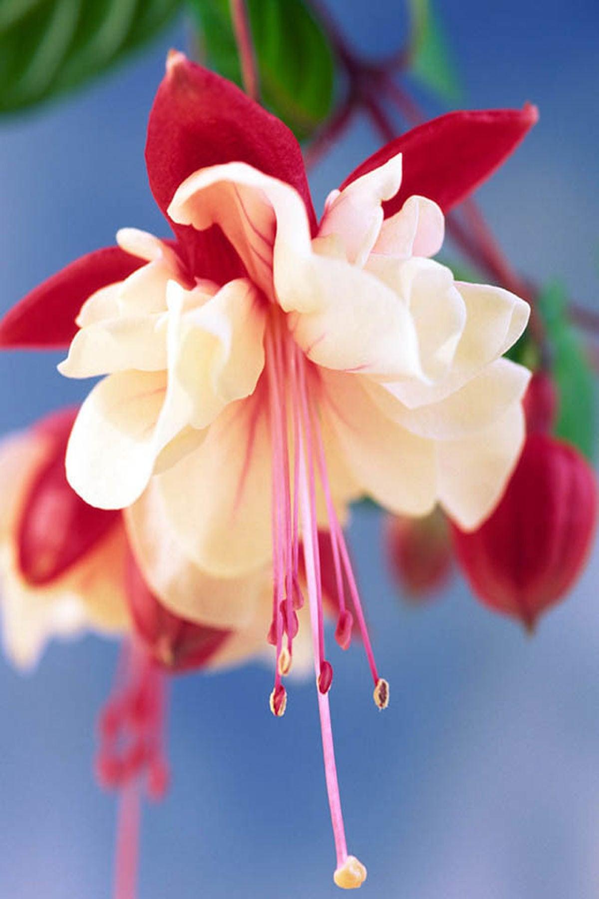 10 Adet Küpe Çiçeği Fidesi - Fuchsia Swingtime (Dev Katmerli Çiçekli) - Mini Saksı 5-10 cm