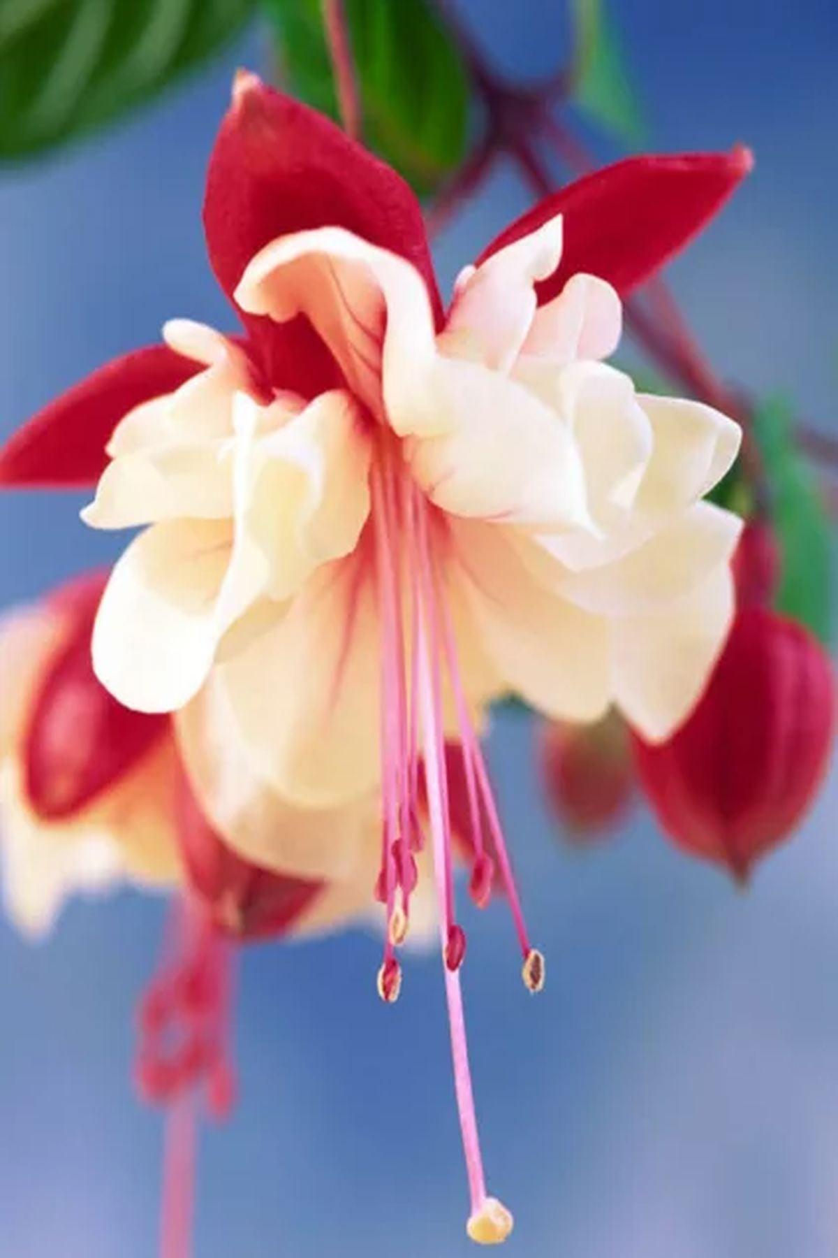 10 Adet Küpe Çiçeği Fidesi - Fuchsia Swingtime (Dev Katmerli Çiçekli) - Mini Saksı 5-10 cm