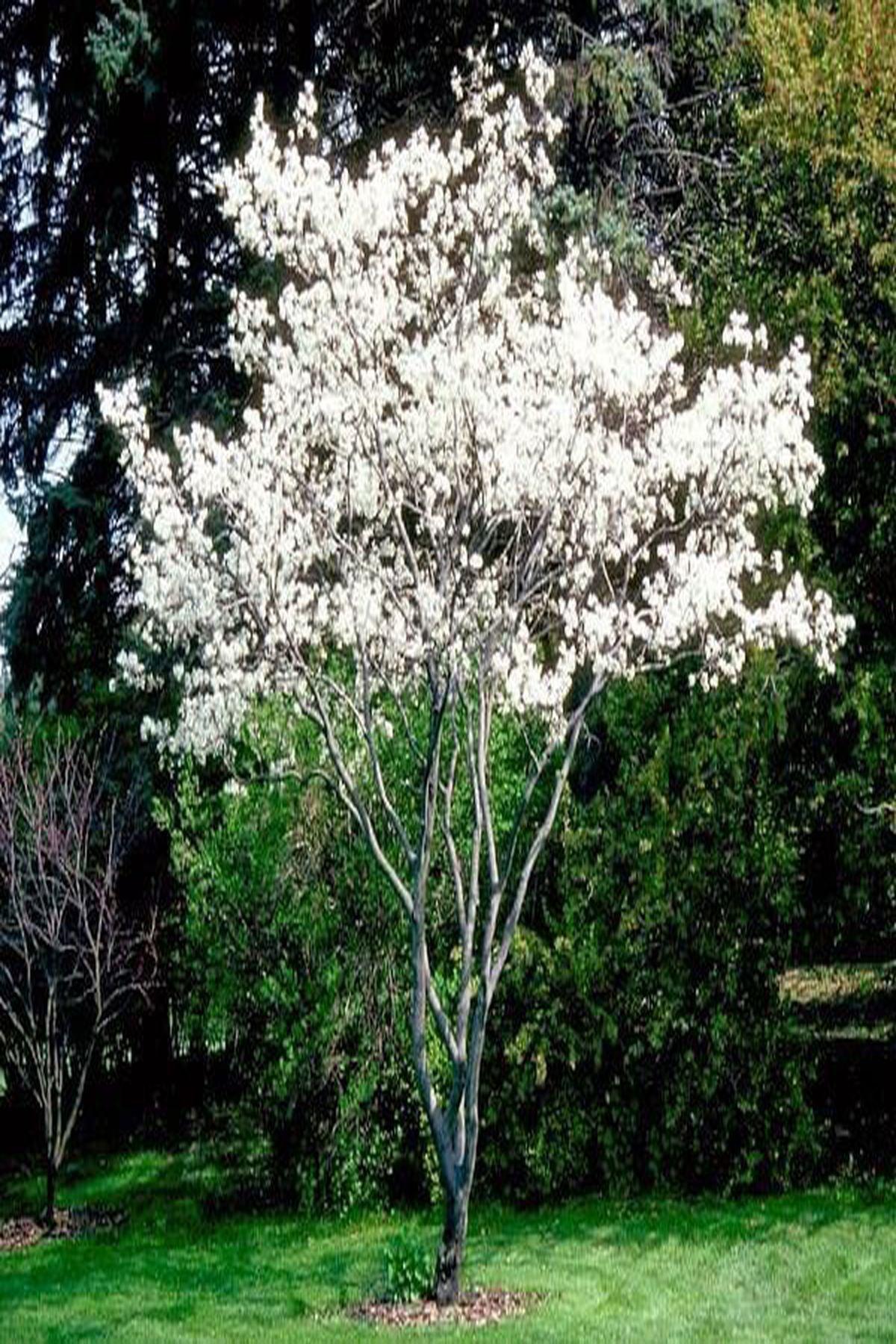 2 Adet Amelanchier Lamarckii Saskatoon Berry Fidanı 40-60 cm
