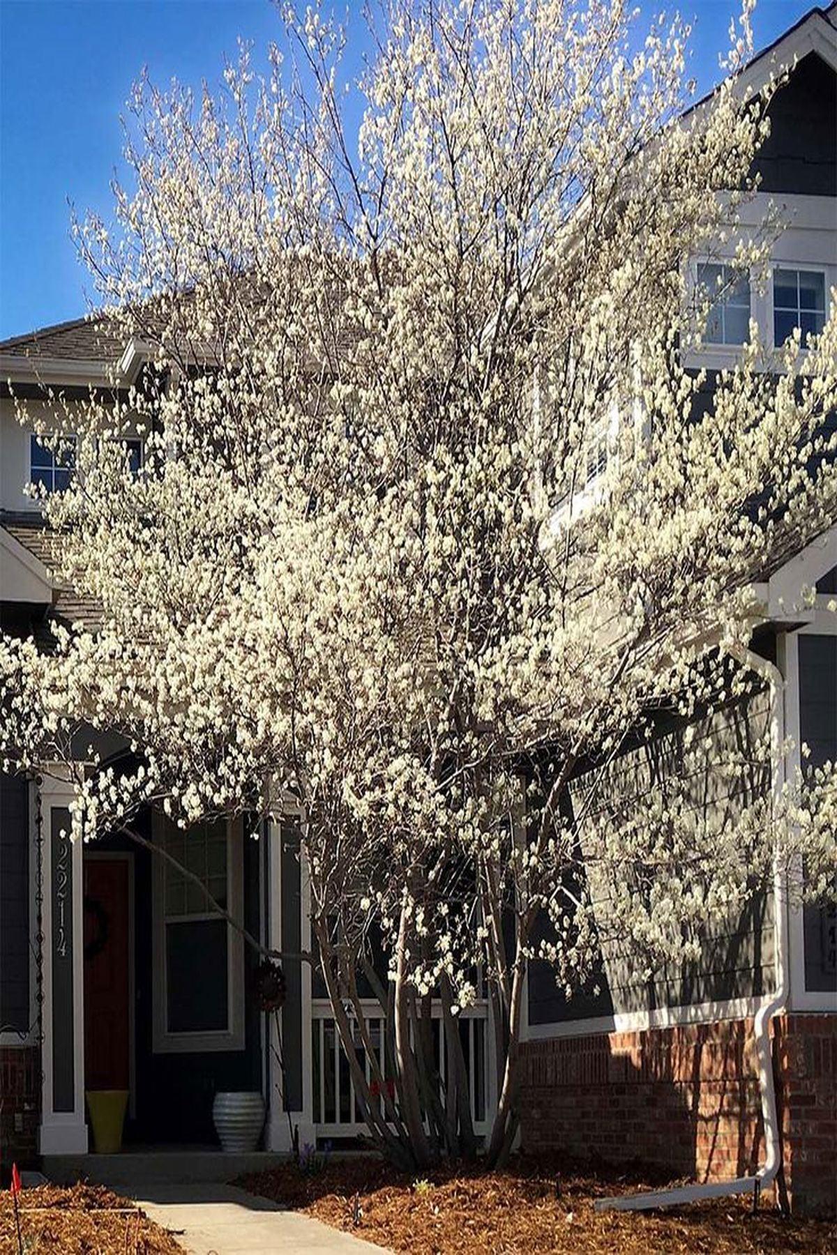 2 Adet Amelanchier Lamarckii Saskatoon Berry Fidanı 40-60 cm
