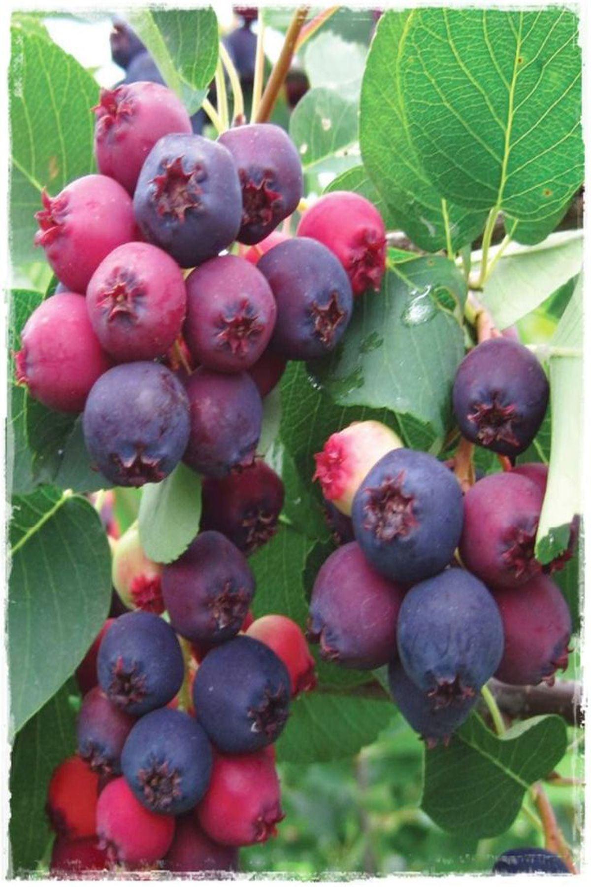 2 Adet Amelanchier Lamarckii Saskatoon Berry Fidanı 40-60 cm