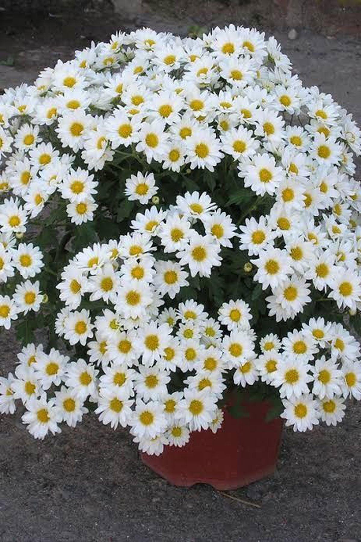 10 Adet İri Beyaz Çeşme Papatyası Fidesi (mini saksı 5-10 cm) ile Bahçenizi Canlandırın - Şimdi Satın Al!