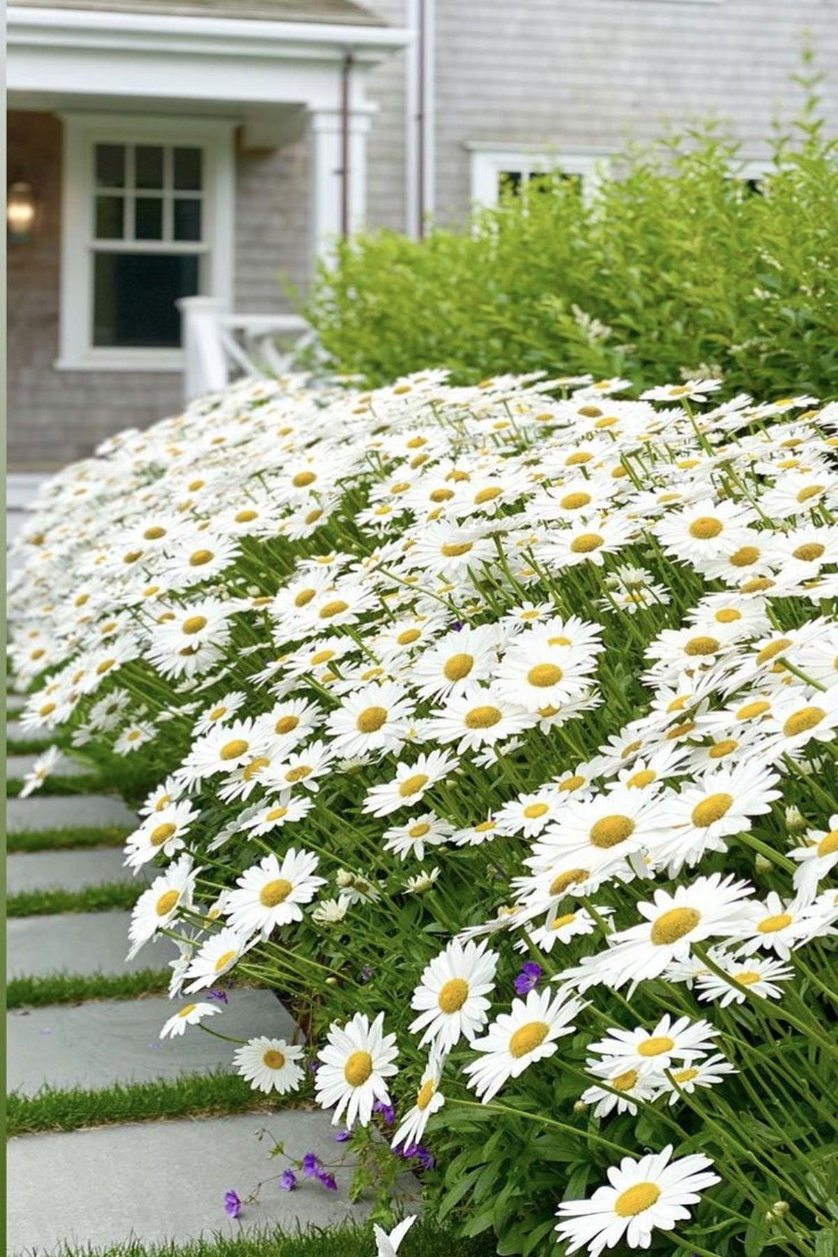 10 Adet İri Beyaz Çeşme Papatyası Fidesi (mini saksı 5-10 cm) ile Bahçenizi Canlandırın - Şimdi Satın Al!