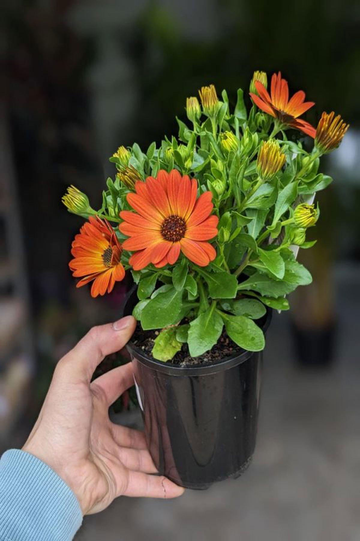 10 Adet Turuncu Çiçekli Bodrum Papatyası Fidesi (mini saksıda-5-10 cm) - Bahçenize Sıcaklık ve Renk Katın!