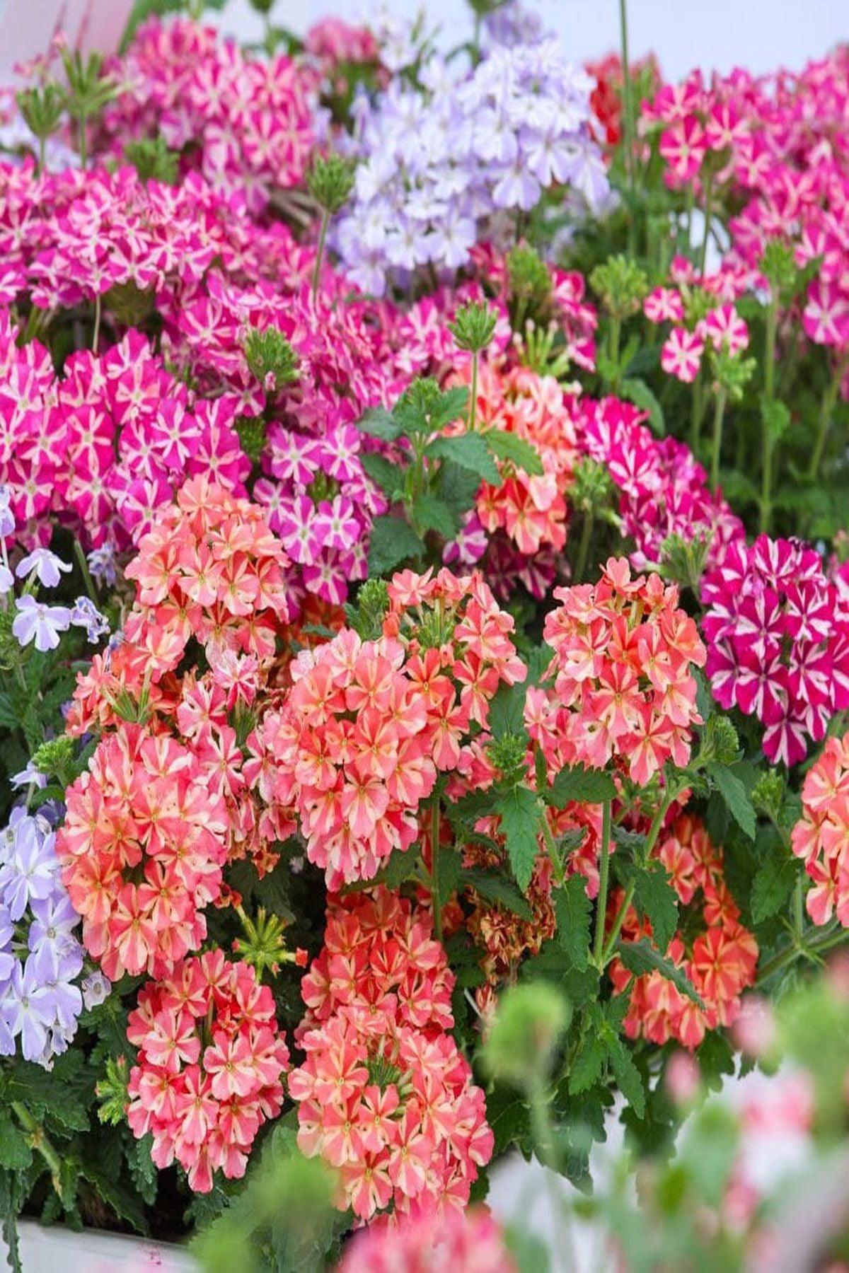 10 Adet Mine Çiçeği Fidesi (Verbena Samira Rose Star) (mini saksıda-5-10 cm) - Bahçenize Renk ve Zarafet Katın!