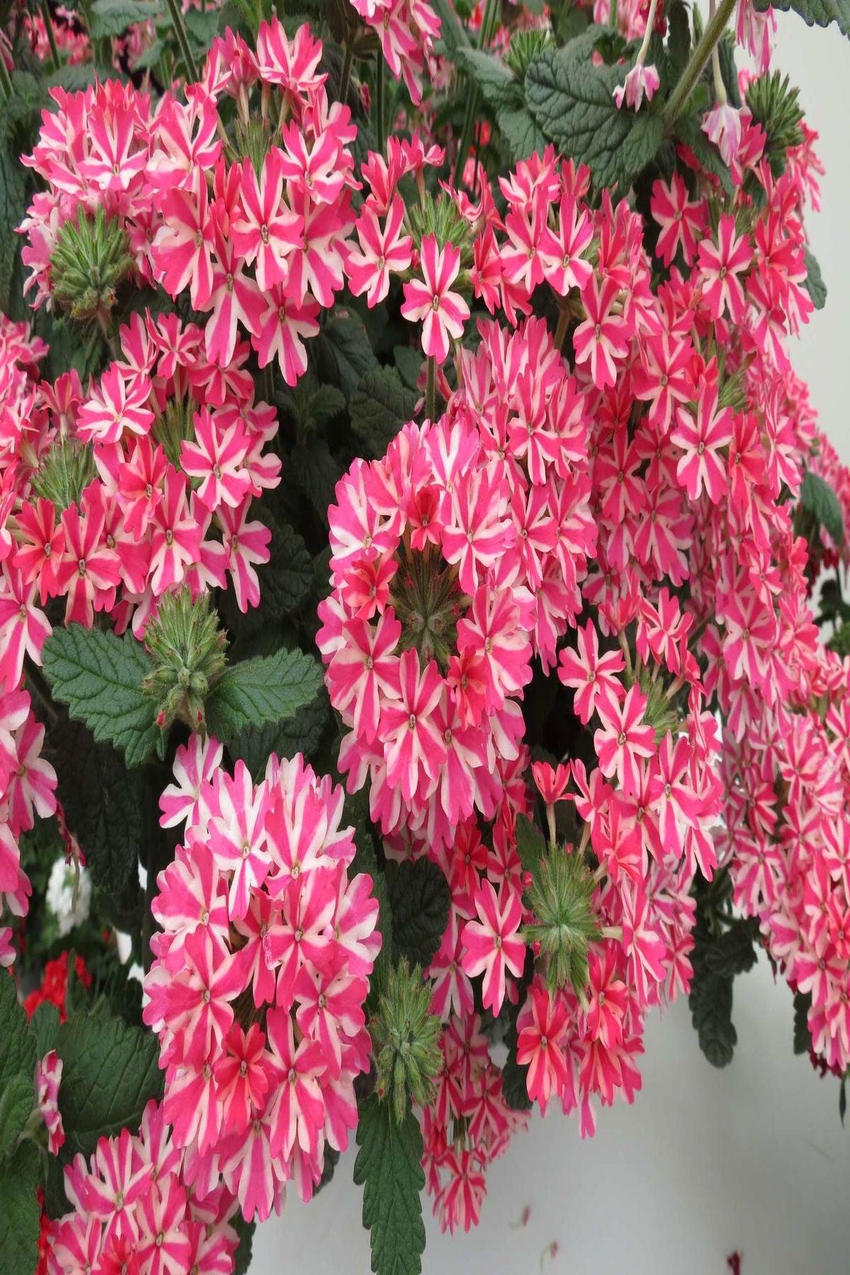 10 Adet Mine Çiçeği Fidesi (Verbena Samira Rose Star) (mini saksıda-5-10 cm) - Bahçenize Renk ve Zarafet Katın!