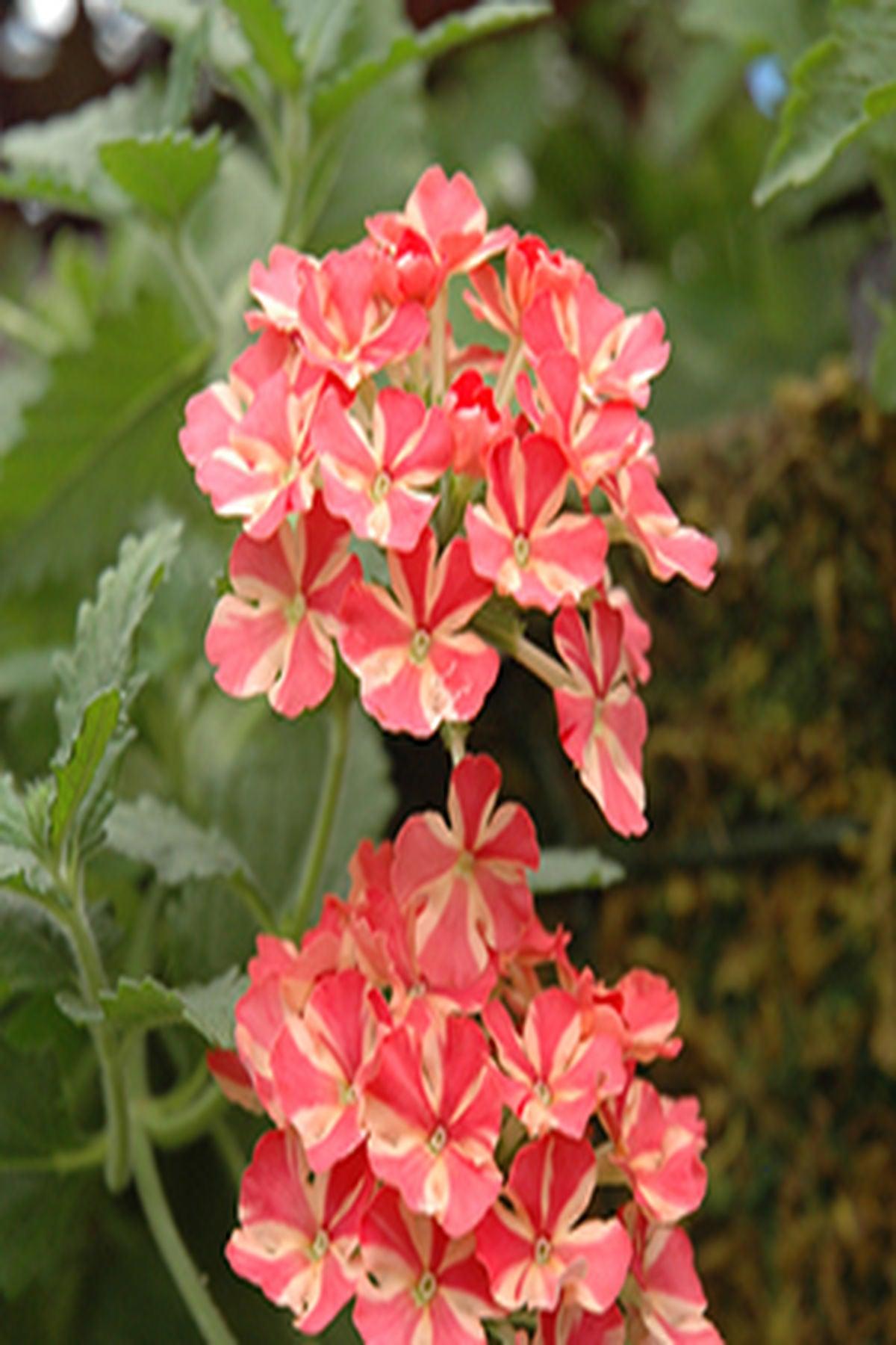 10 Adet Mine Çiçeği Fidesi (Verbena Samira Rose Star) (mini saksıda-5-10 cm) - Bahçenize Renk ve Zarafet Katın!