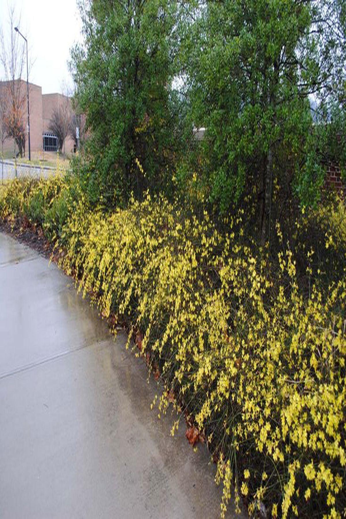 4 Adet Jasminum Nudiflorum (Çalı Yasemin / Sarı Yasemin) Fidanı 40-60cm | Kışın Çiçek Açan Dayanıklı Bitki |