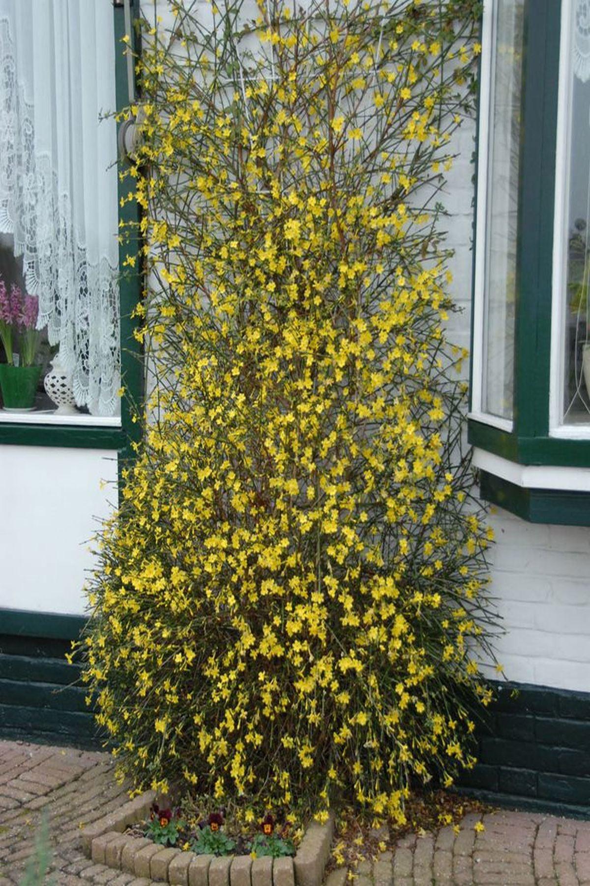 4 Adet Jasminum Nudiflorum (Çalı Yasemin / Sarı Yasemin) Fidanı 40-60cm | Kışın Çiçek Açan Dayanıklı Bitki |