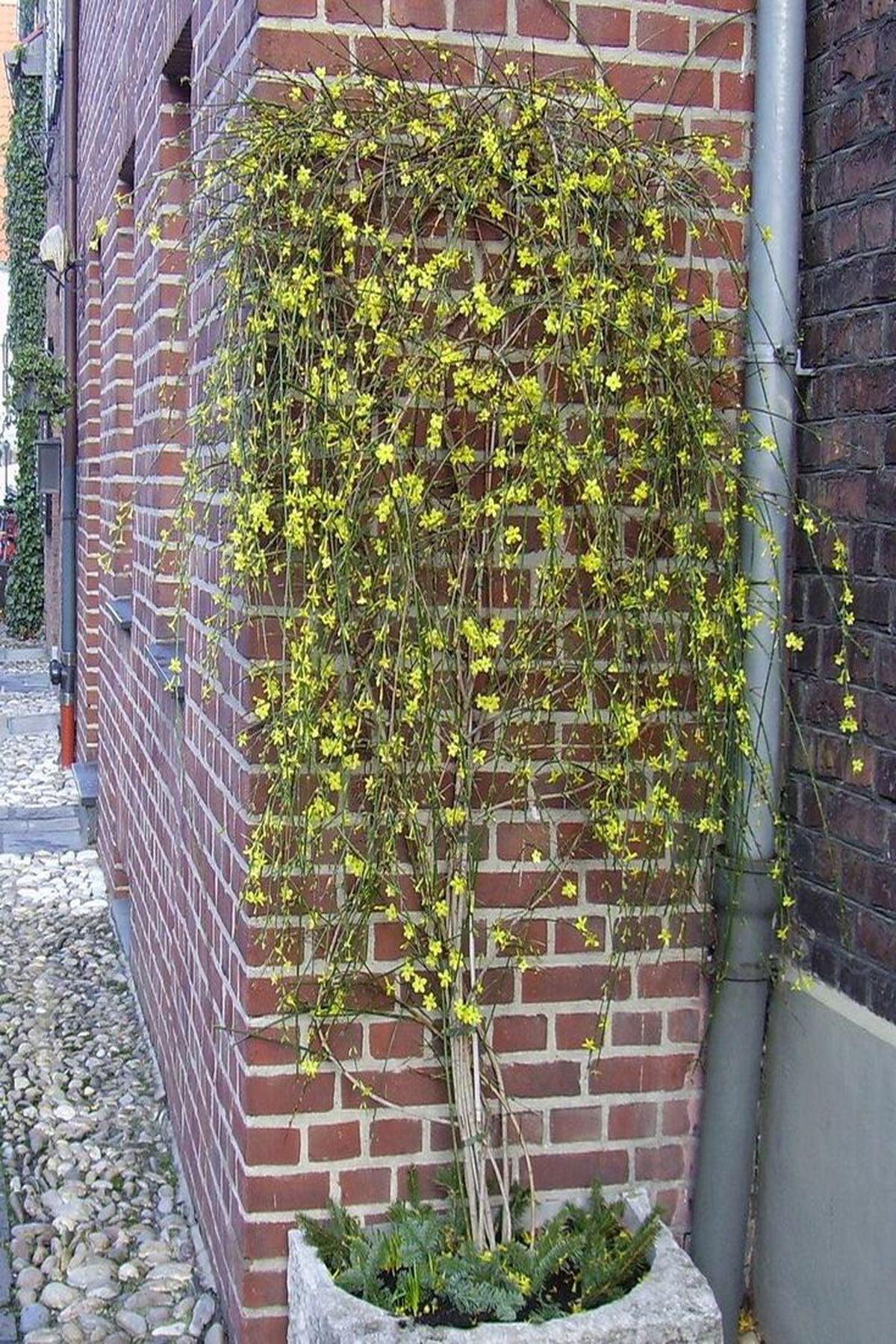 4 Adet Jasminum Nudiflorum (Çalı Yasemin / Sarı Yasemin) Fidanı 40-60cm | Kışın Çiçek Açan Dayanıklı Bitki |