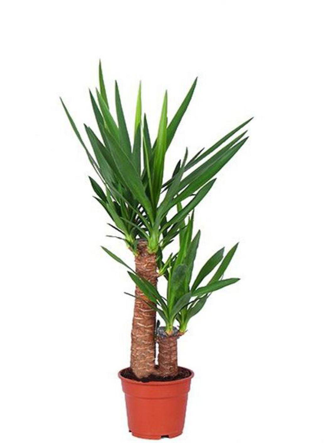 2 Gövdeli Yuka Çiçeği (100-120 cm) - Avize Çiçeği Yucca Elephantipes