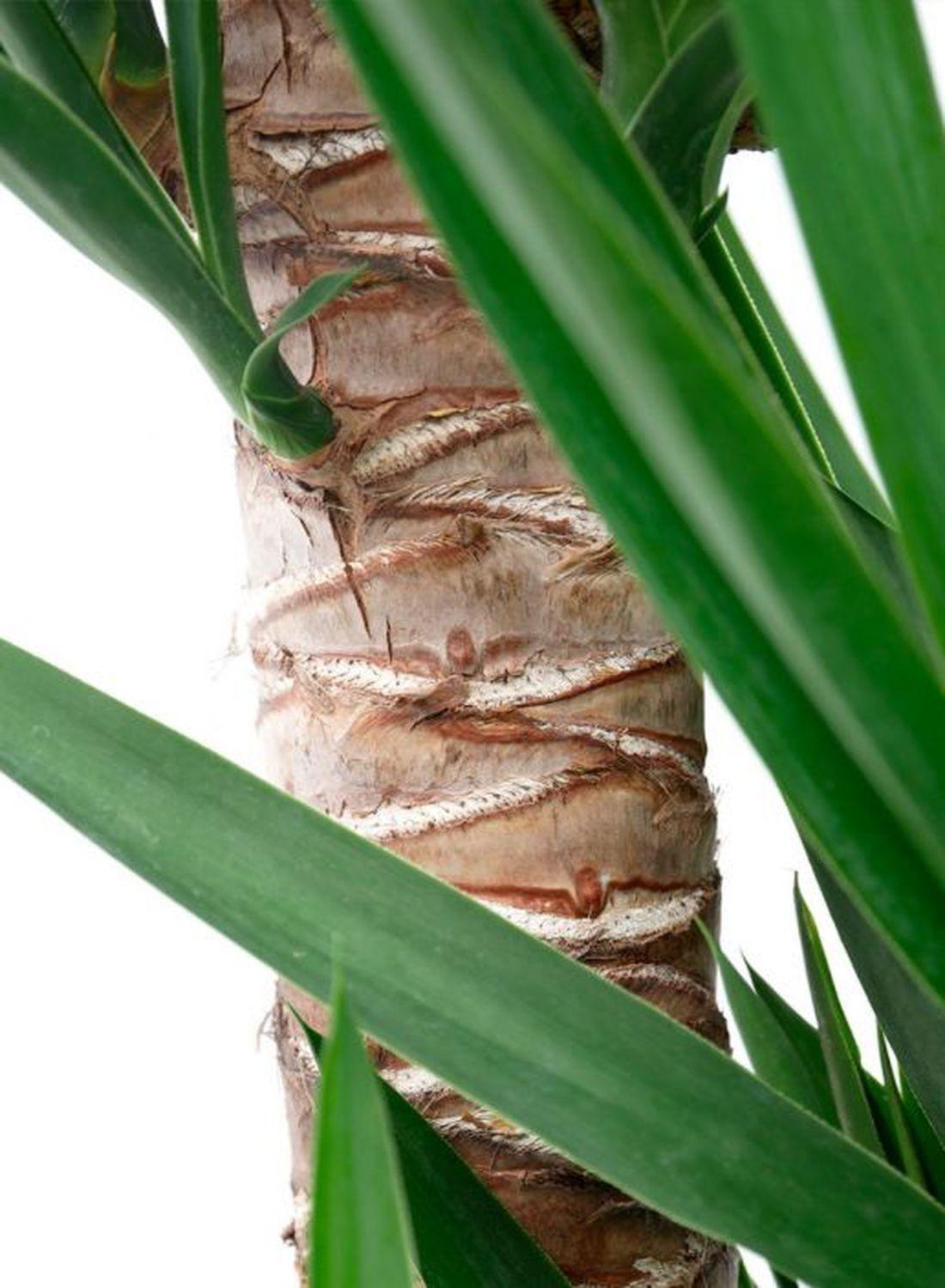 2 Gövdeli Yuka Çiçeği (100-120 cm) - Avize Çiçeği Yucca Elephantipes