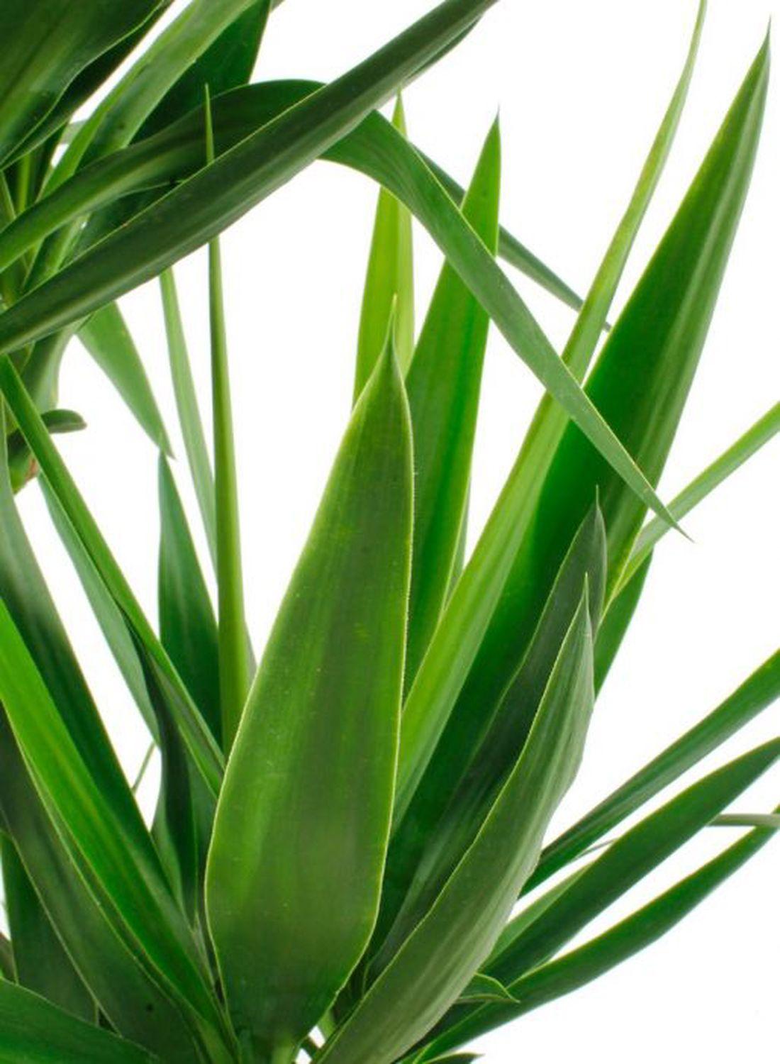 2 Gövdeli Yuka Çiçeği (100-120 cm) - Avize Çiçeği Yucca Elephantipes