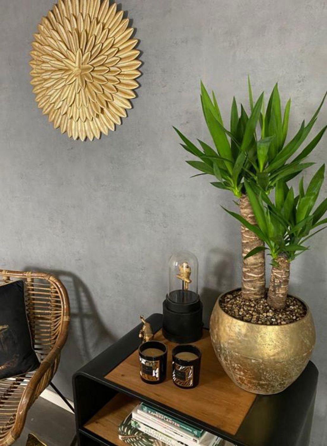 2 Gövdeli Yuka Çiçeği (100-120 cm) - Avize Çiçeği Yucca Elephantipes