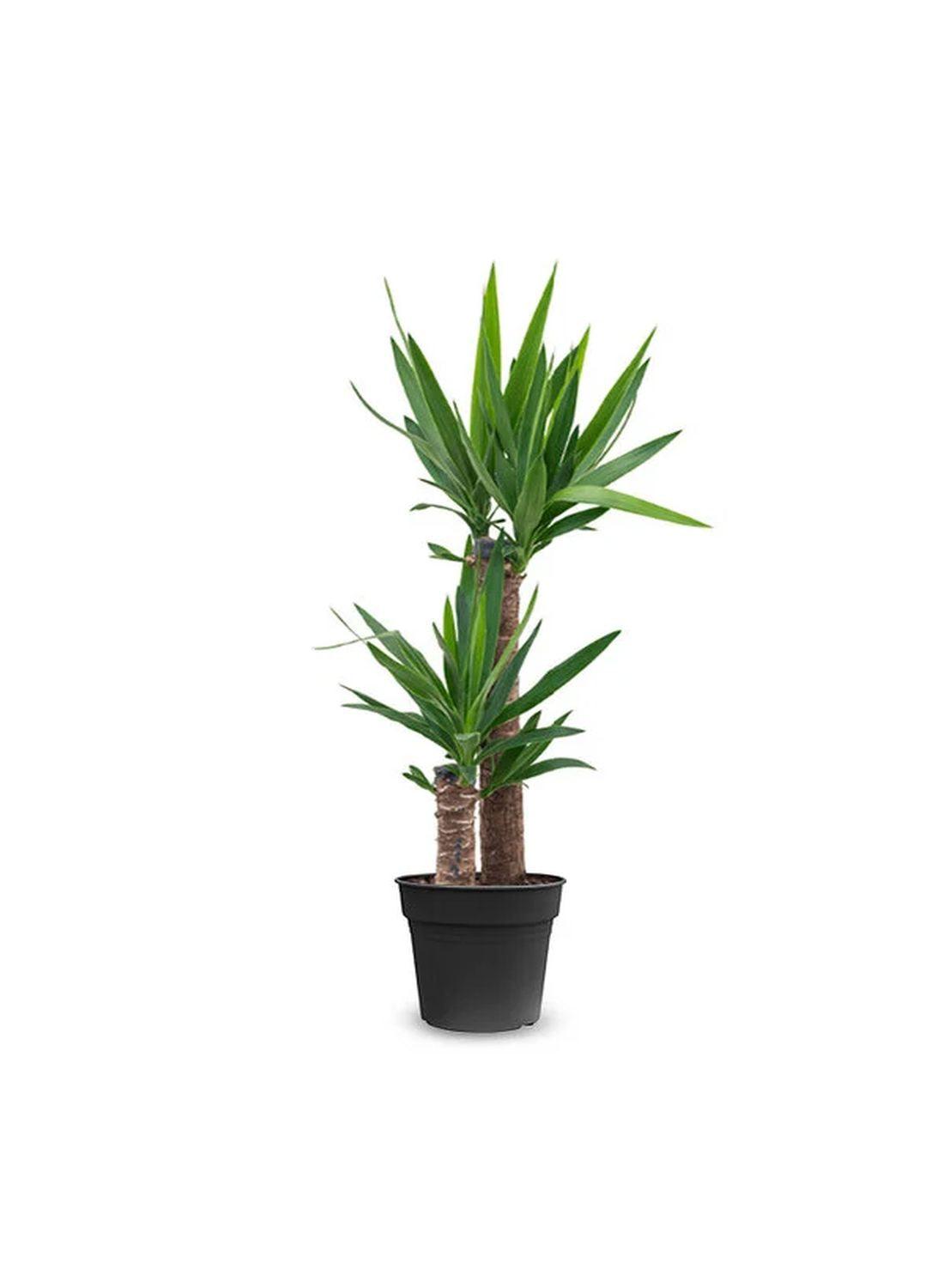 2 Gövdeli Yuka Çiçeği (100-120 cm) - Avize Çiçeği Yucca Elephantipes