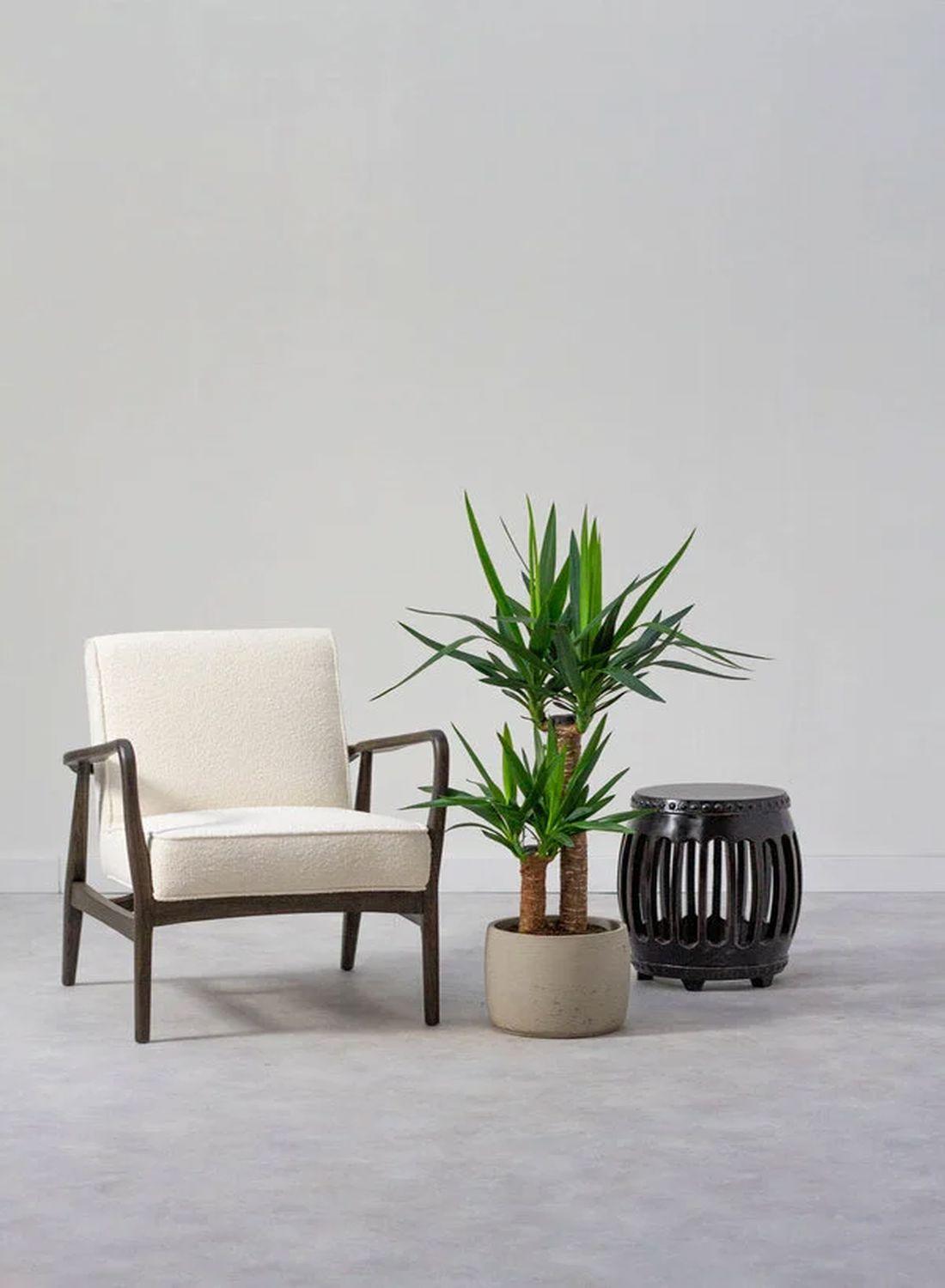 2 Gövdeli Yuka Çiçeği (100-120 cm) - Avize Çiçeği Yucca Elephantipes