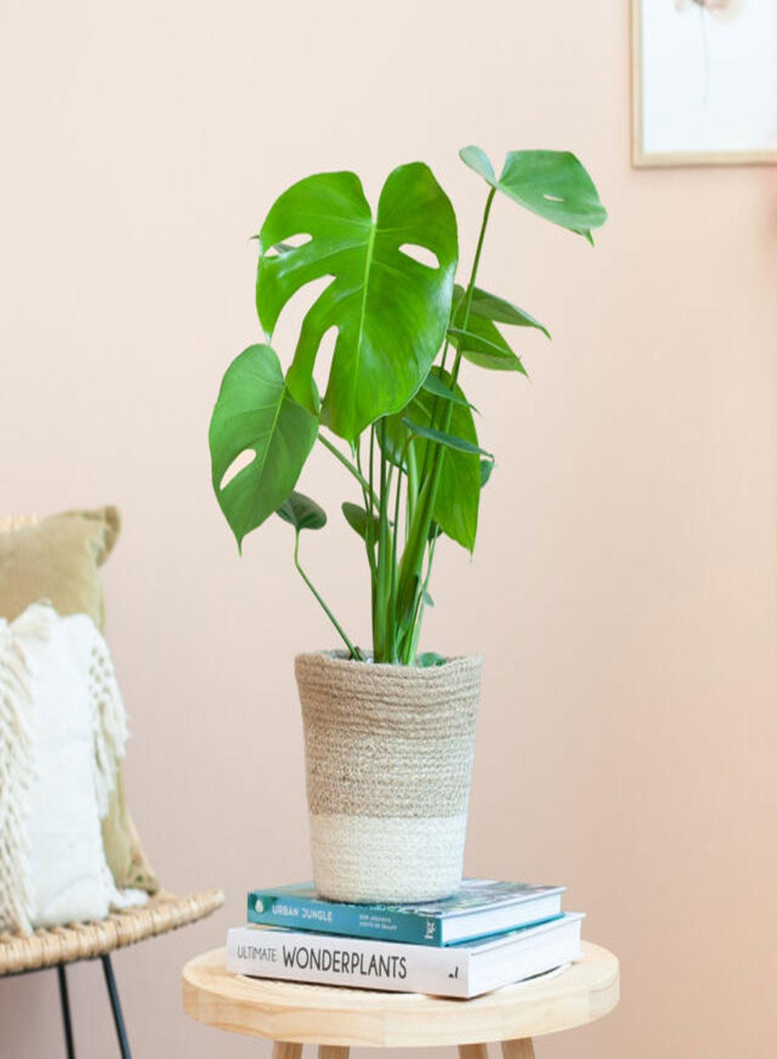 Deve Tabanı Çiçeği - Monstera Deliciosa (50-60 cm) | Yaşam Alanınıza Doğal Bir Dokunuş, Dekorasyonunuza Şıklık!