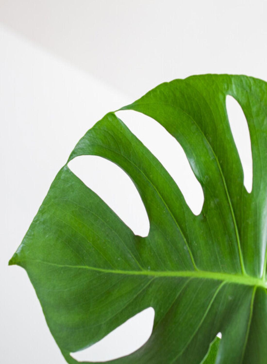 Deve Tabanı Çiçeği - Monstera Deliciosa (50-60 cm) | Yaşam Alanınıza Doğal Bir Dokunuş, Dekorasyonunuza Şıklık!