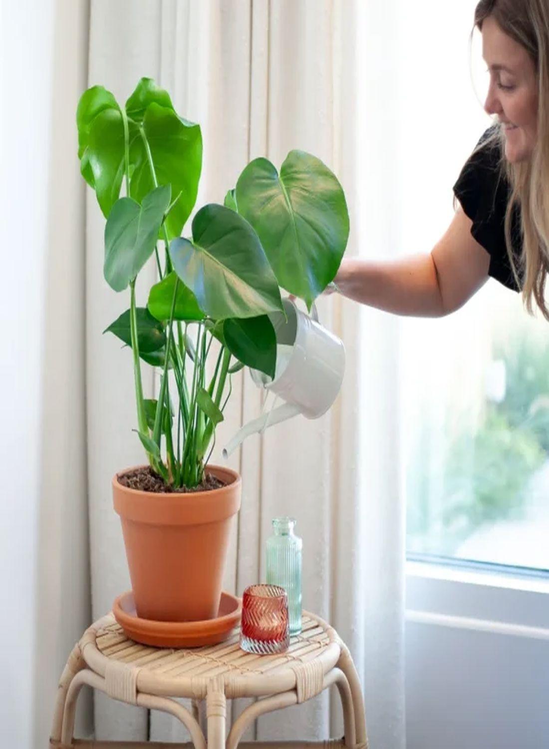 Deve Tabanı Çiçeği - Monstera Deliciosa (50-60 cm) | Yaşam Alanınıza Doğal Bir Dokunuş, Dekorasyonunuza Şıklık!