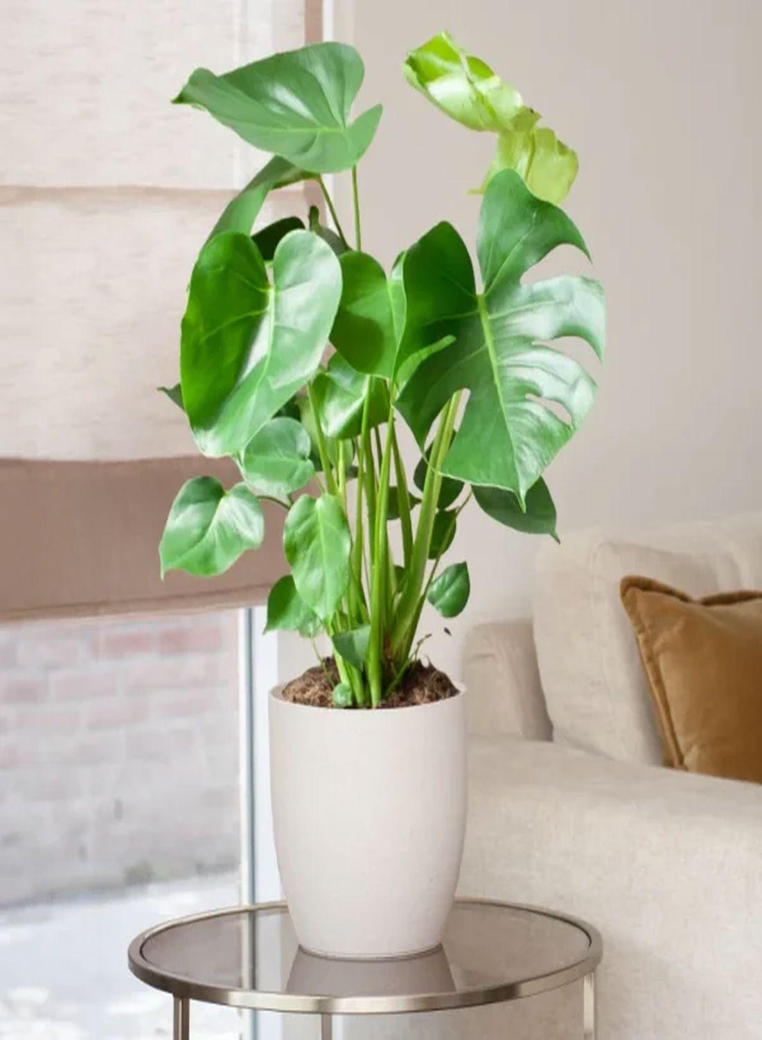 Deve Tabanı Çiçeği - Monstera Deliciosa (50-60 cm) | Yaşam Alanınıza Doğal Bir Dokunuş, Dekorasyonunuza Şıklık!