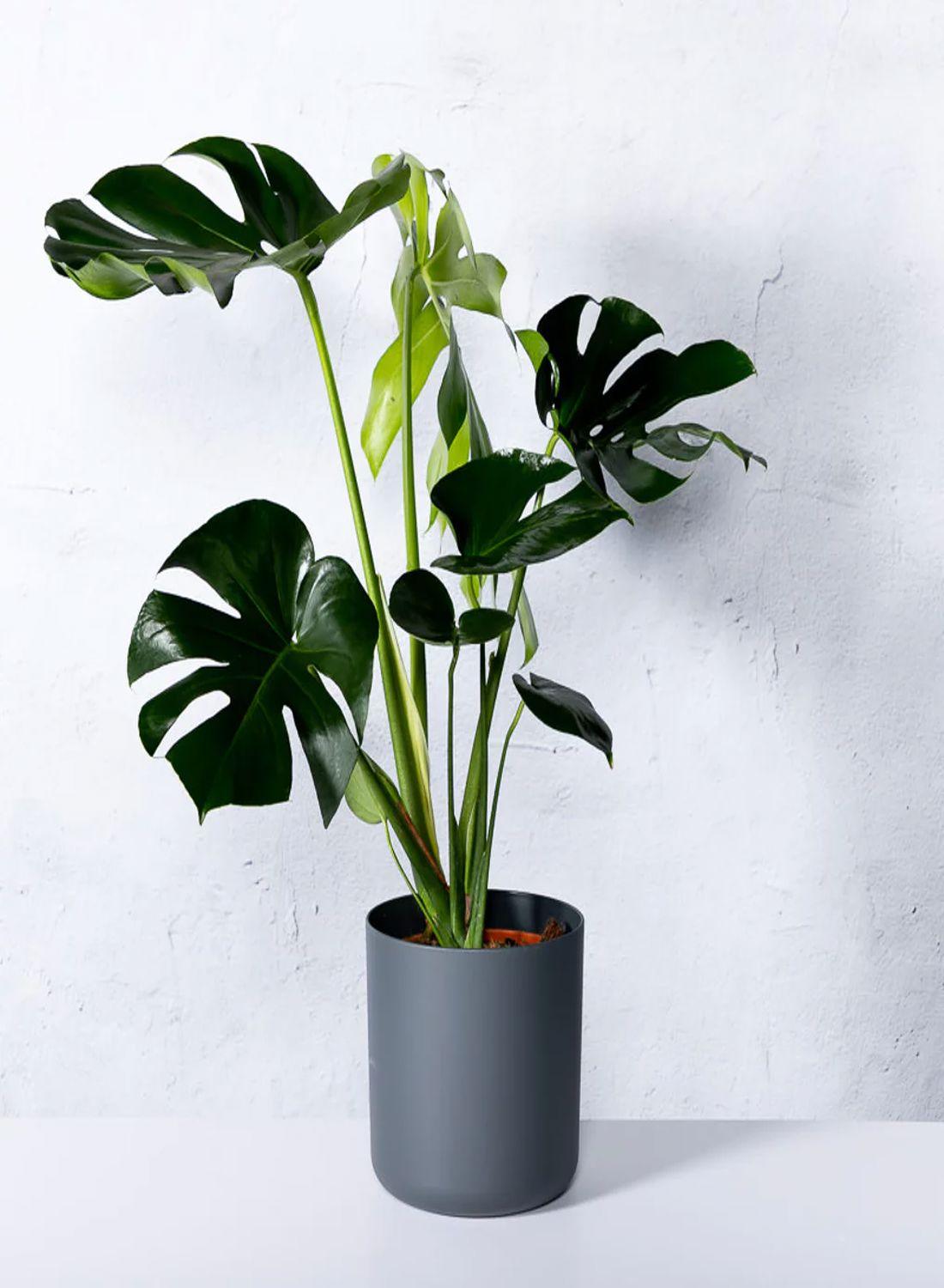 Deve Tabanı Çiçeği - Monstera Deliciosa (50-60 cm) | Yaşam Alanınıza Doğal Bir Dokunuş, Dekorasyonunuza Şıklık!