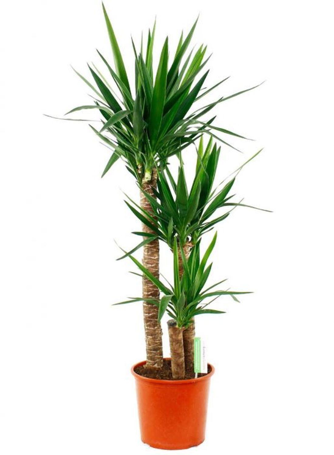 3 Gövdeli Yuka Çiçeği XL (130-150 cm) - Avize Çiçeği Yucca Elephantipes