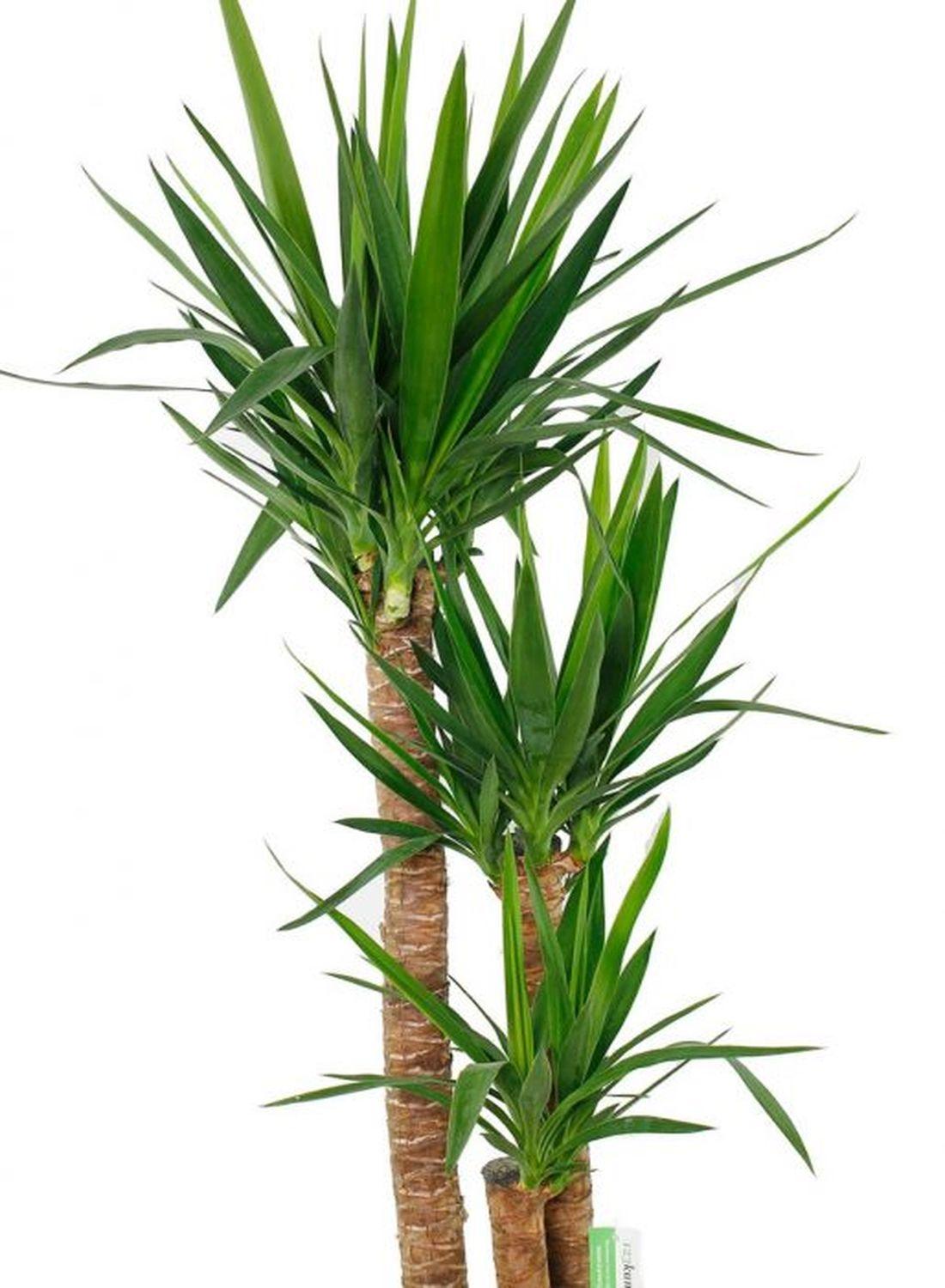 3 Gövdeli Yuka Çiçeği XL (130-150 cm) - Avize Çiçeği Yucca Elephantipes