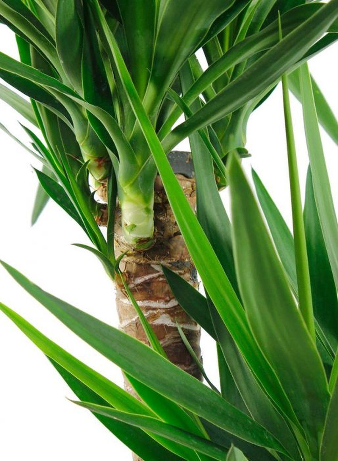 3 Gövdeli Yuka Çiçeği XL (130-150 cm) - Avize Çiçeği Yucca Elephantipes