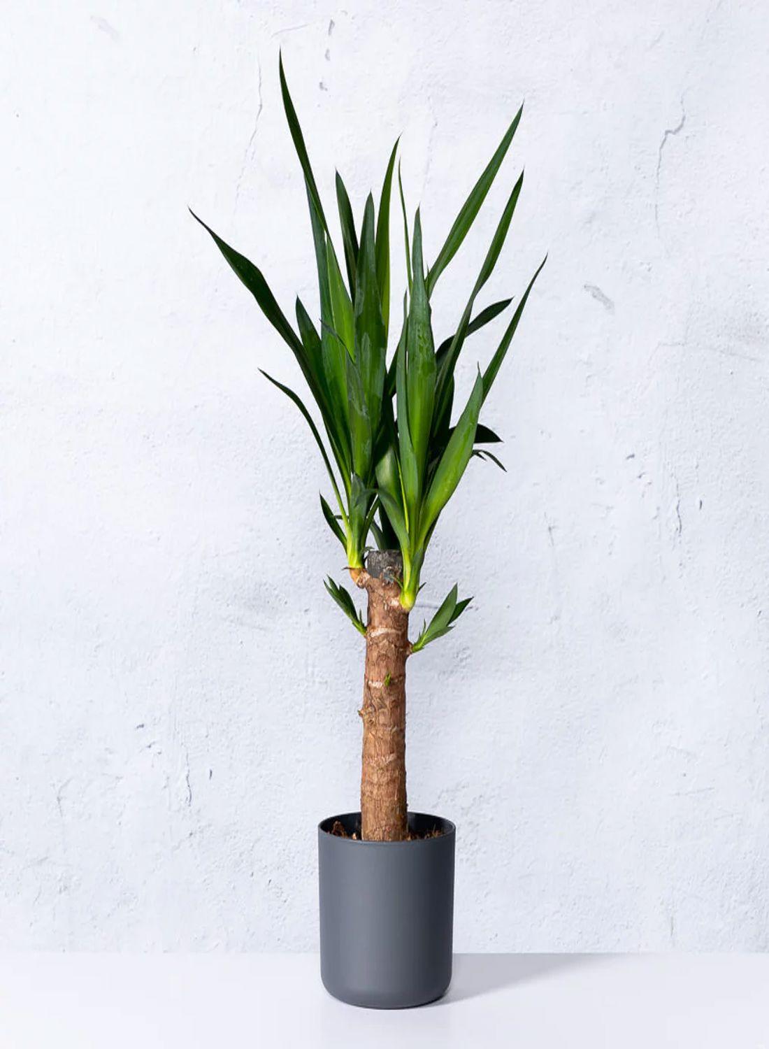 Yuka Çiçeği 60-80 cm- Tek Gövdeli Avize Çiçeği Yucca Elephantipes Zarif Dekorasyon