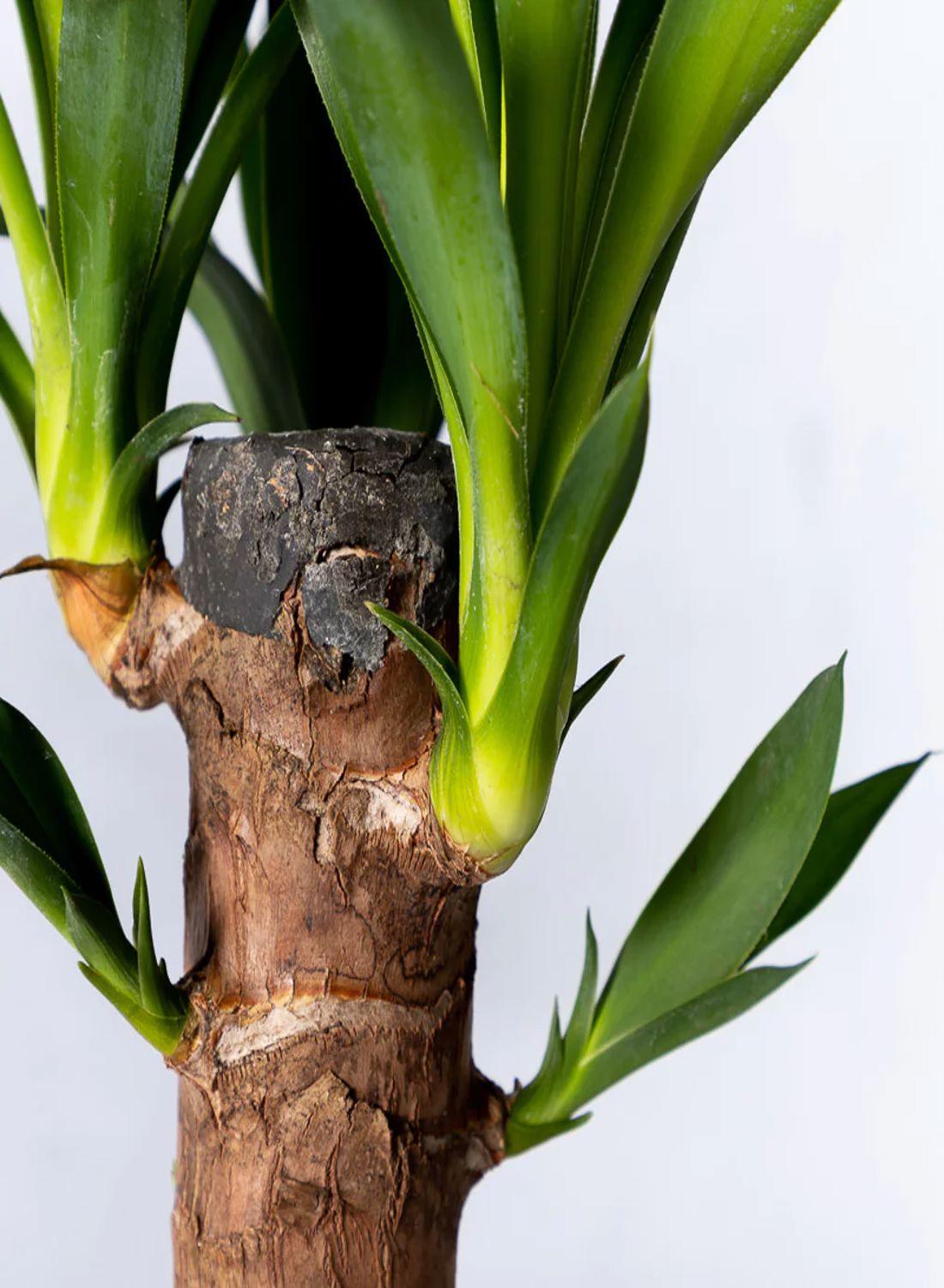 Yuka Çiçeği 60-80 cm- Tek Gövdeli Avize Çiçeği Yucca Elephantipes Zarif Dekorasyon