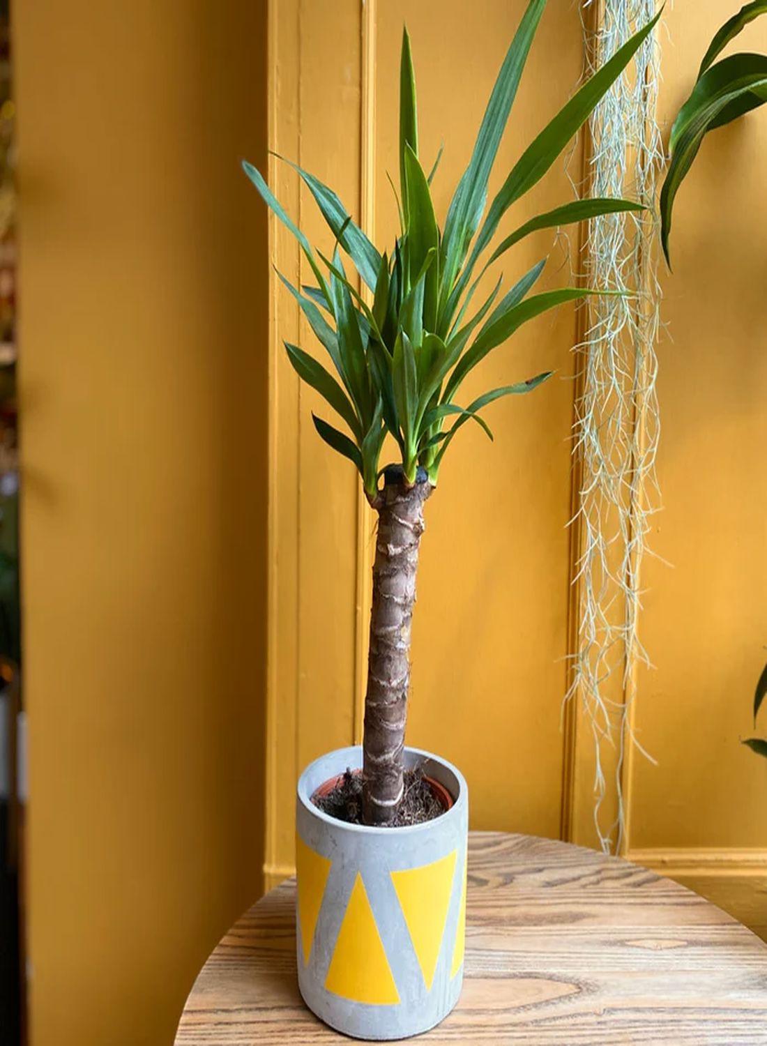 Yuka Çiçeği 60-80 cm- Tek Gövdeli Avize Çiçeği Yucca Elephantipes Zarif Dekorasyon