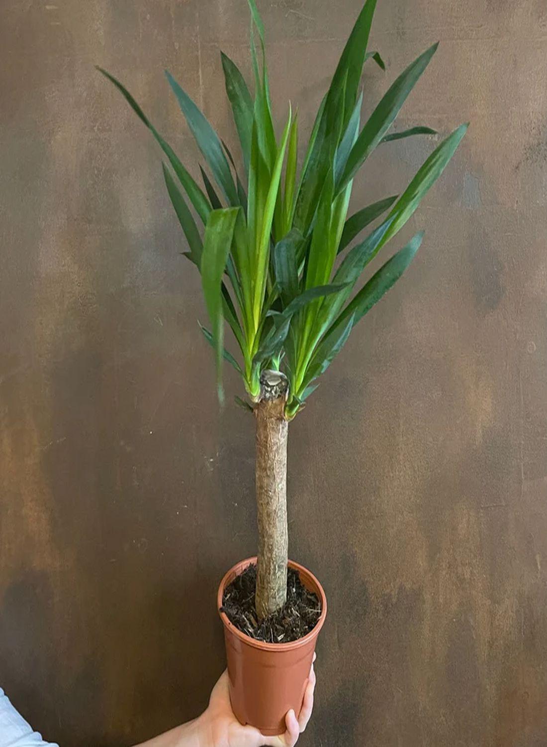 Yuka Çiçeği 60-80 cm- Tek Gövdeli Avize Çiçeği Yucca Elephantipes Zarif Dekorasyon
