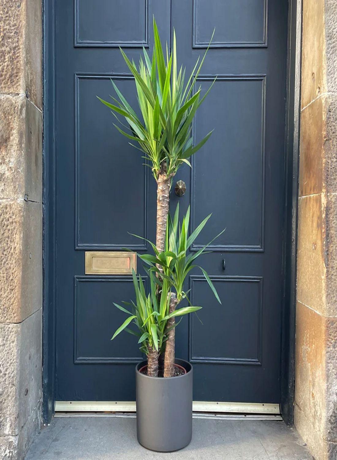 130-150 cm 2 Gövdeli Yuka Çiçeği - Yucca Elephantipes Avize Çiçeği İç Mekan Dekorasyonu İçin Şık Seçenek