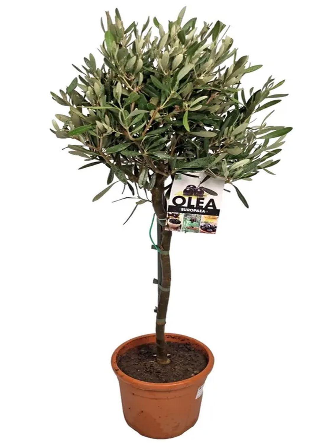 Minik Bir Zeytinlik: Bonsai Zeytin Ağacı - Large (Olive Tree) 60-80 cm