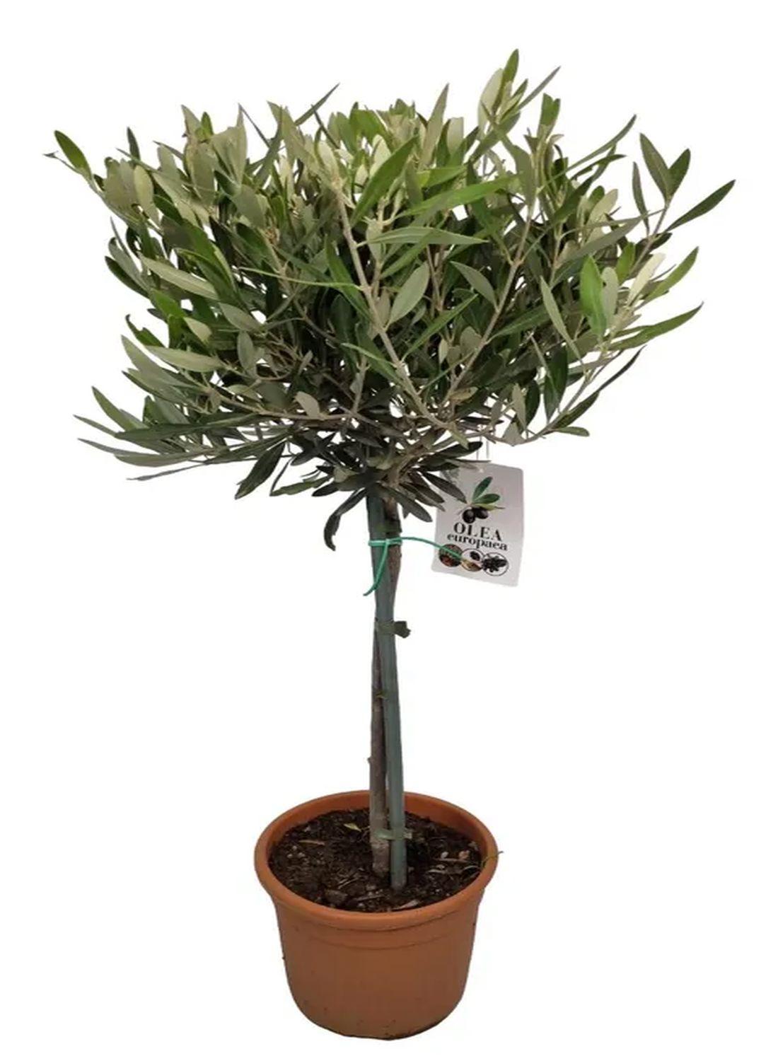 Minik Bir Zeytinlik: Bonsai Zeytin Ağacı - Large (Olive Tree) 60-80 cm