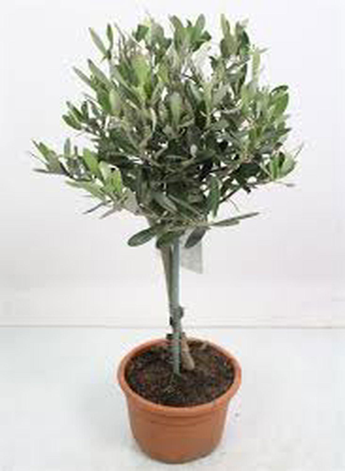 Minik Bir Zeytinlik: Bonsai Zeytin Ağacı - Large (Olive Tree) 60-80 cm