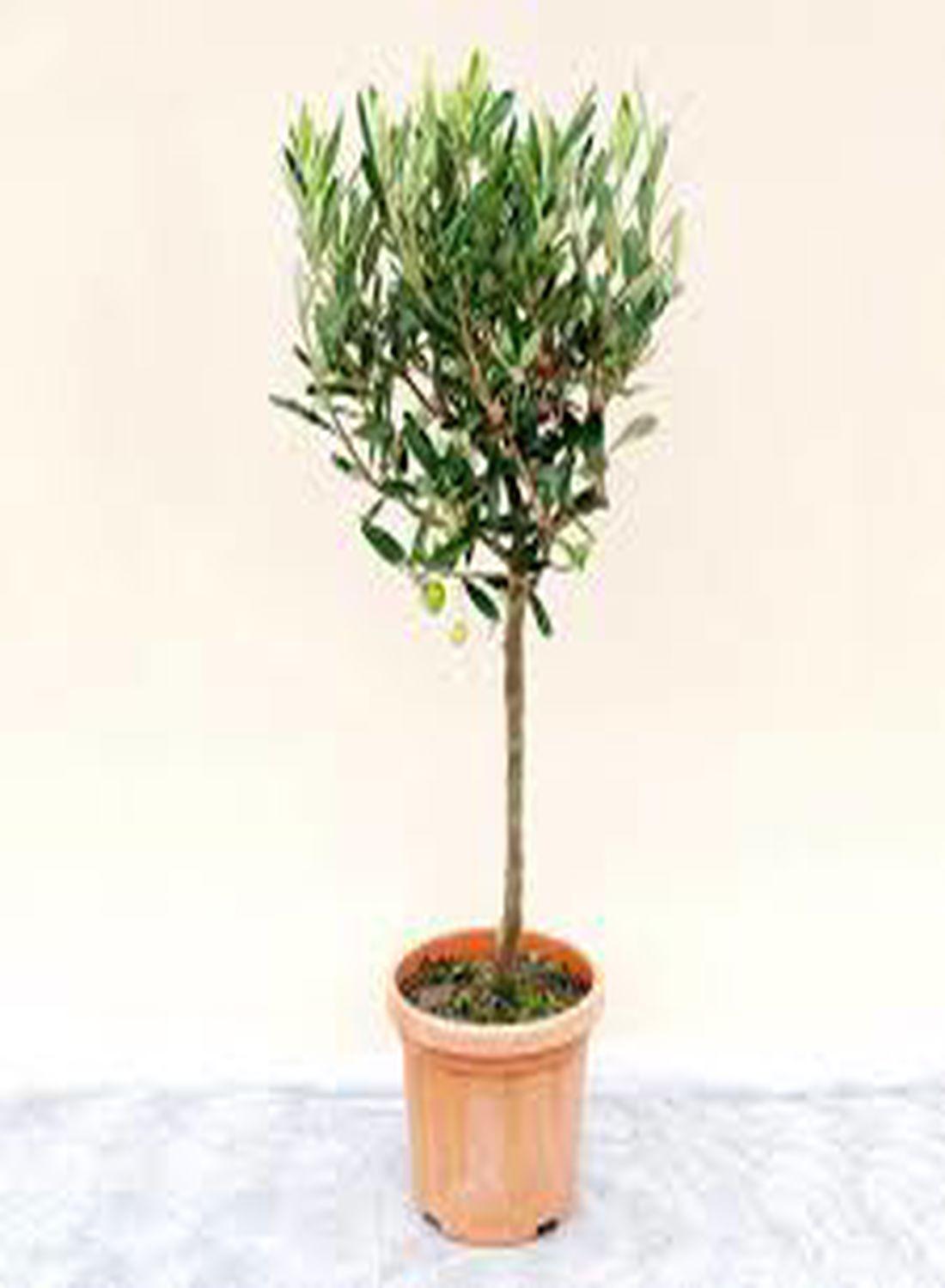 Minik Bir Zeytinlik: Bonsai Zeytin Ağacı - Large (Olive Tree) 60-80 cm
