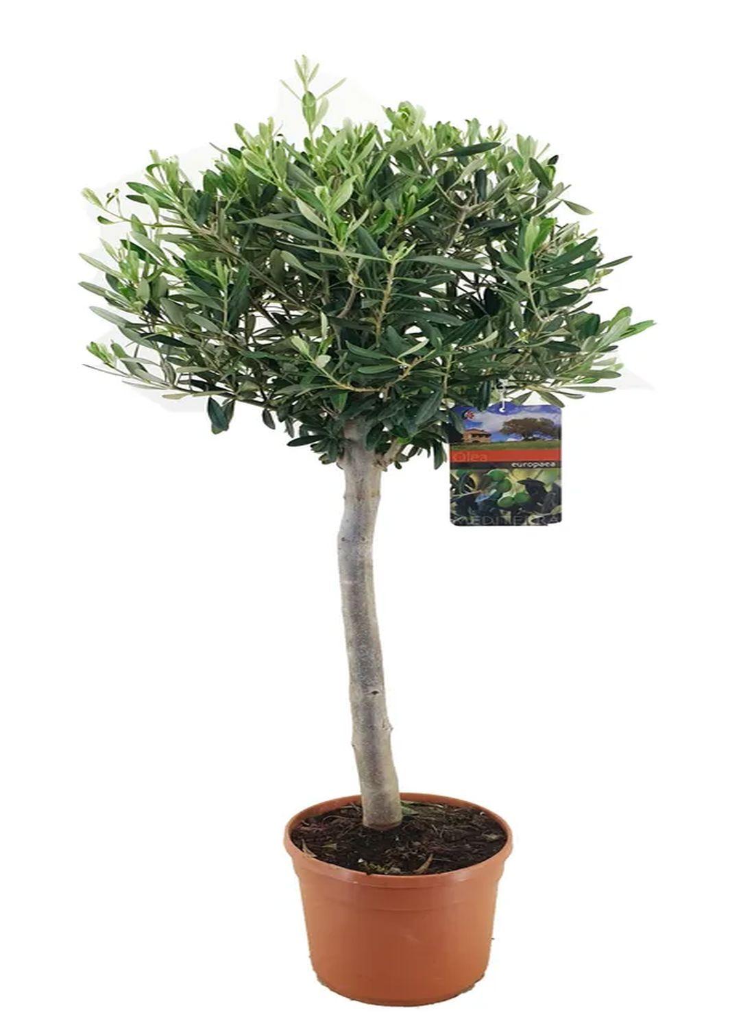 Minik Bir Zeytinlik: Bonsai Zeytin Ağacı - Large (Olive Tree) 60-80 cm